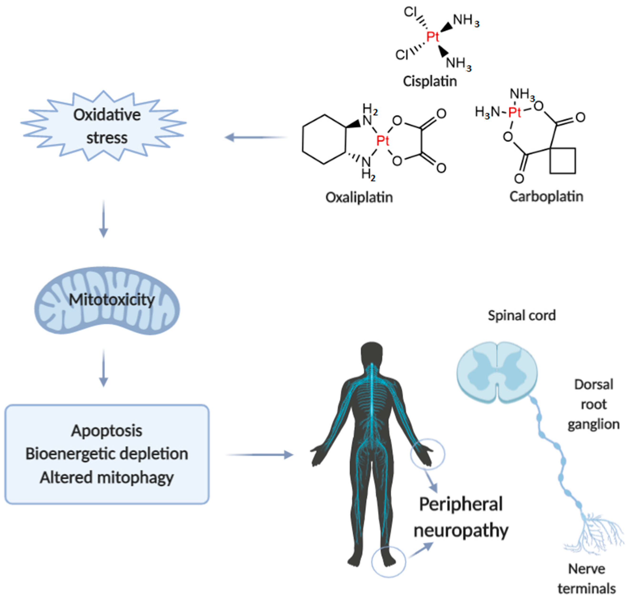 Ijms 21 07753 g001 Ijms 21 07753 g001