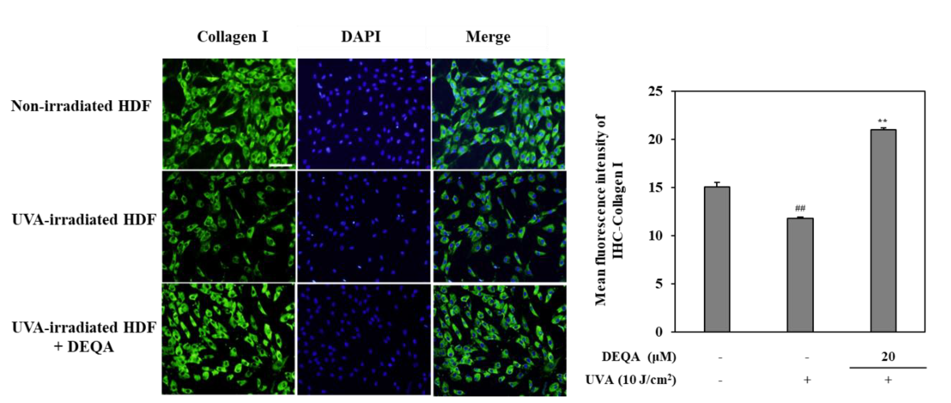 Ijms 21 07756 g005 Ijms 21 07756 g005