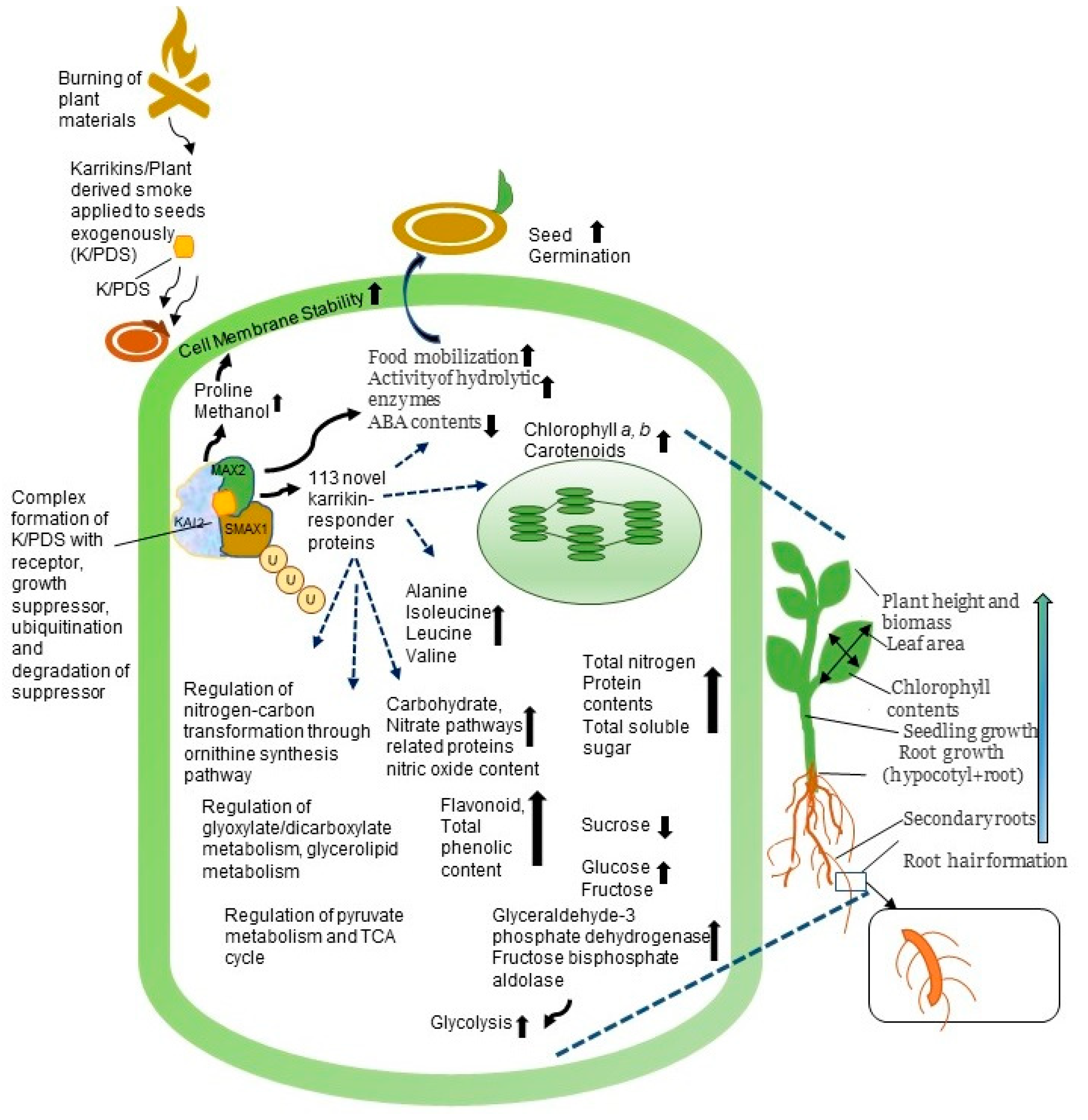 flower Plant-Derived Smoke Affects Biochemical Mechanism on Plant