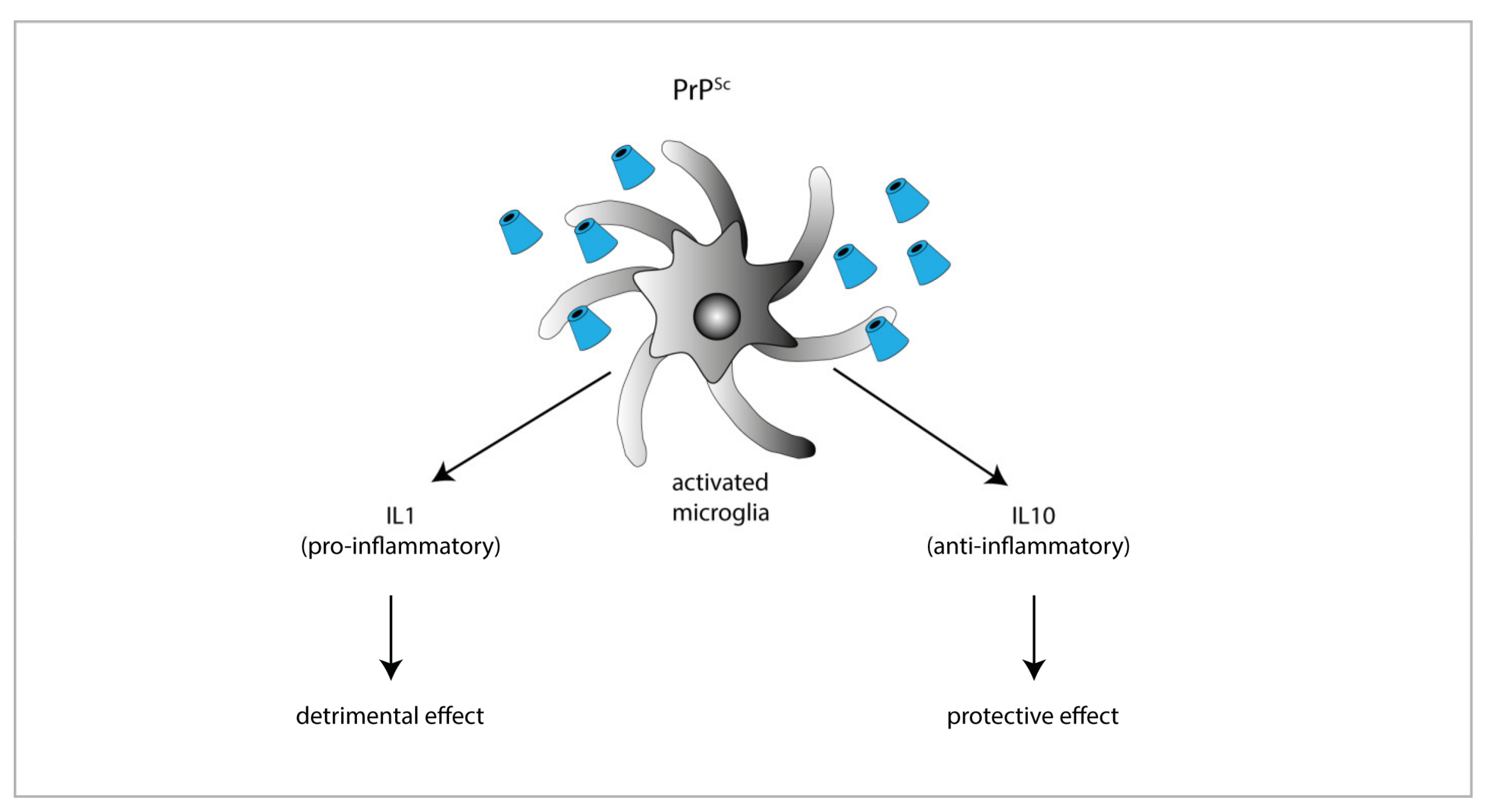 Ijms Free Full Text Microglia In Prion Diseases Angels Or Demons Html Ijms Free Full Text Microglia In Prion Diseases Angels Or Demons Html