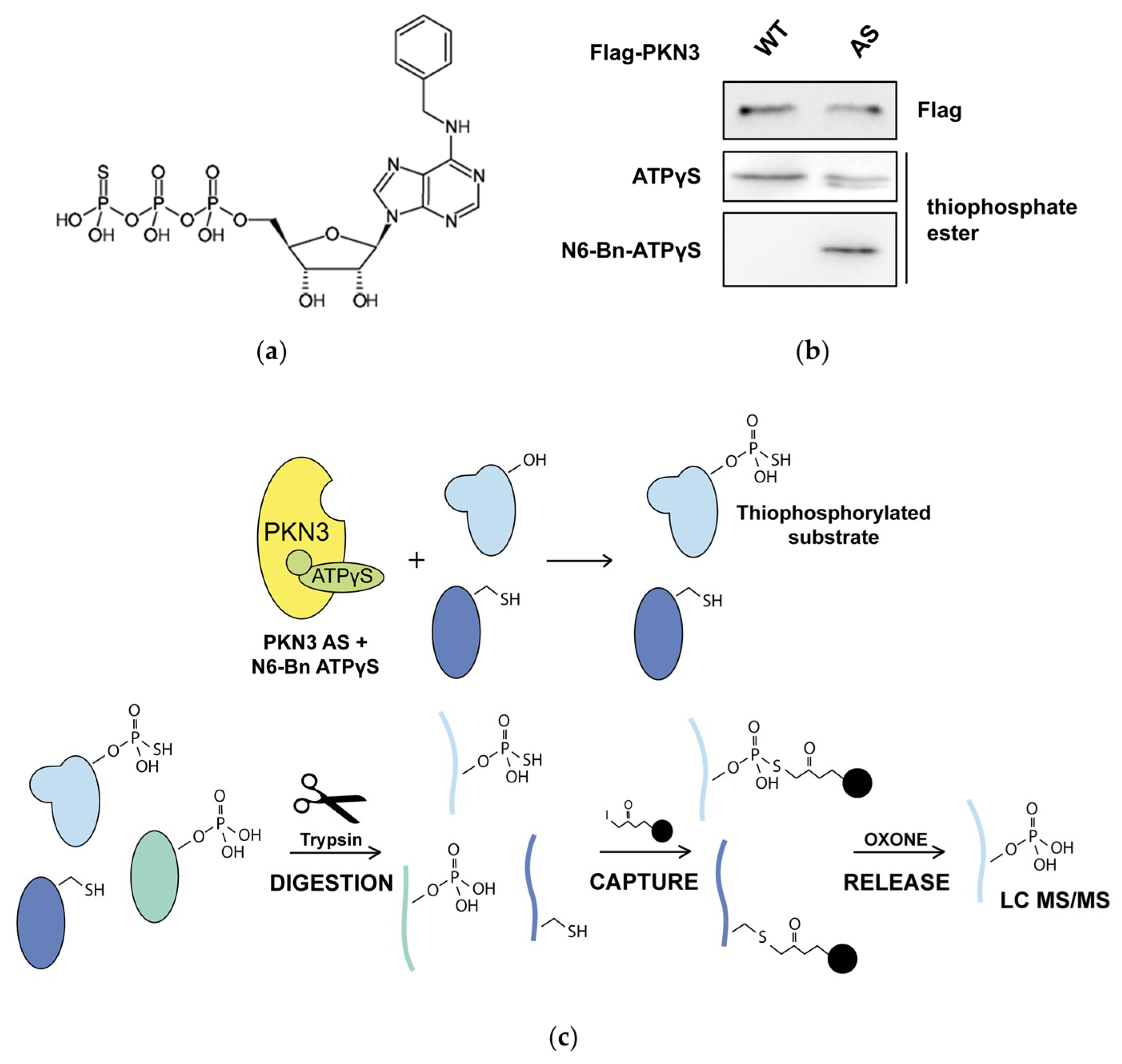 Ijms 21 07769 g001 Ijms 21 07769 g001