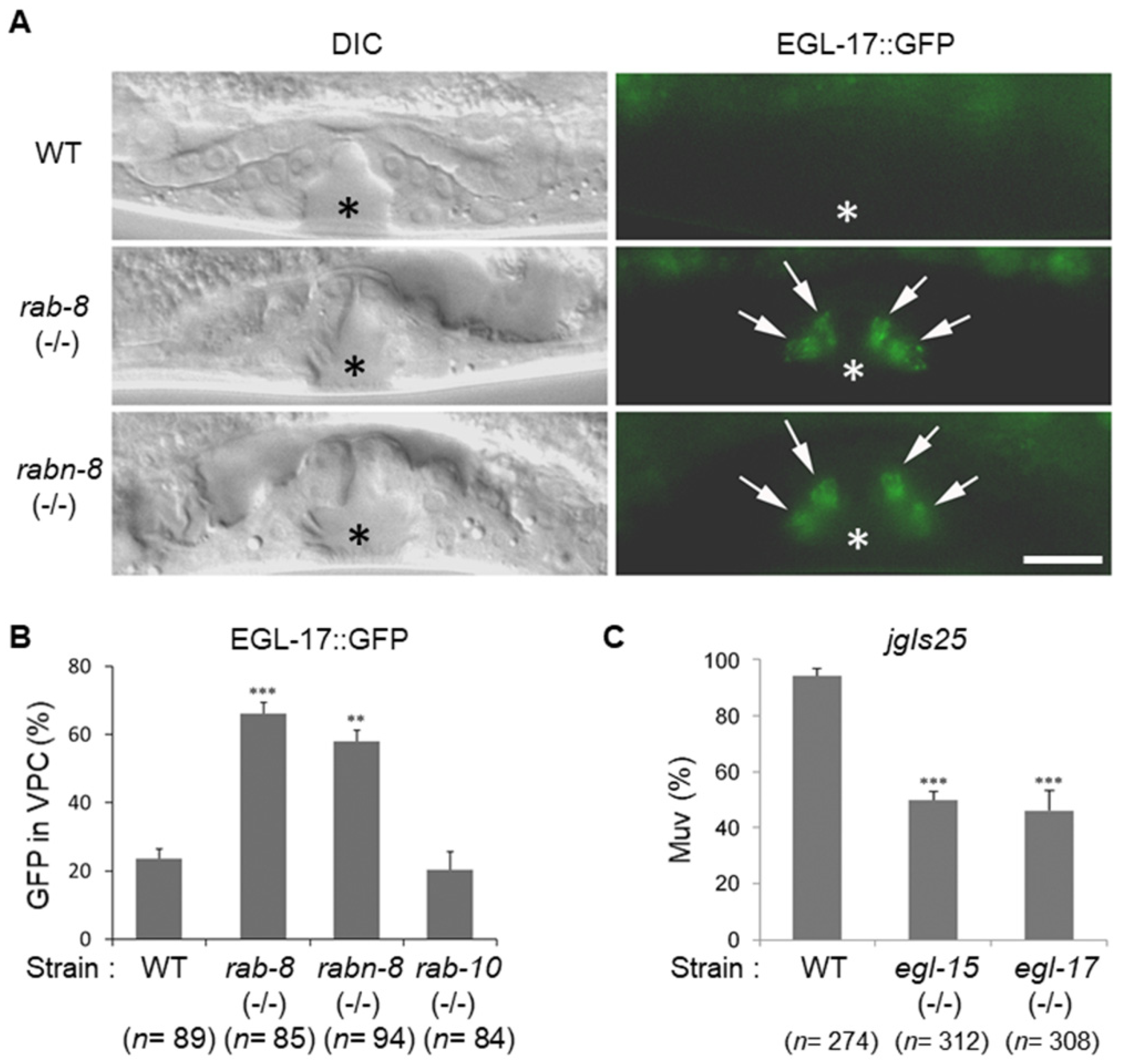 Ijms 21 07770 g005 Ijms 21 07770 g005