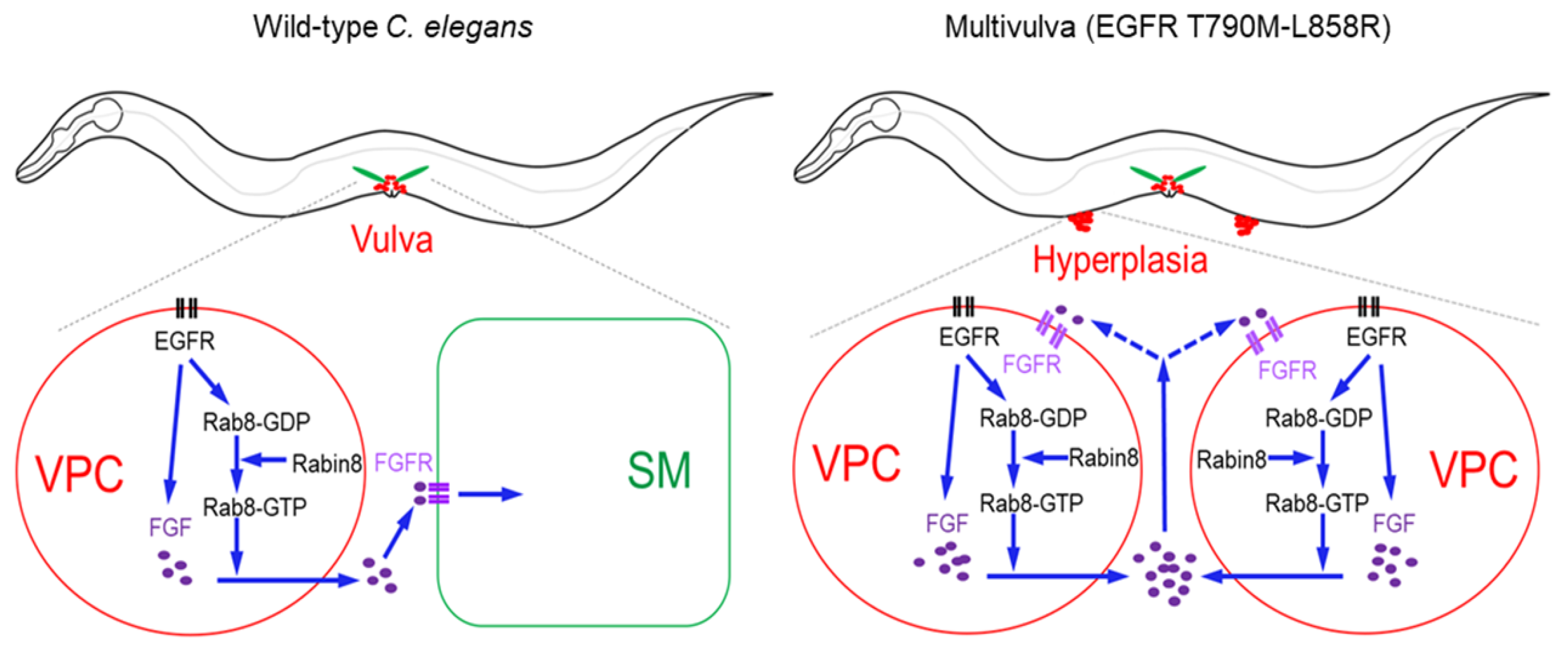 Ijms 21 07770 g008 Ijms 21 07770 g008