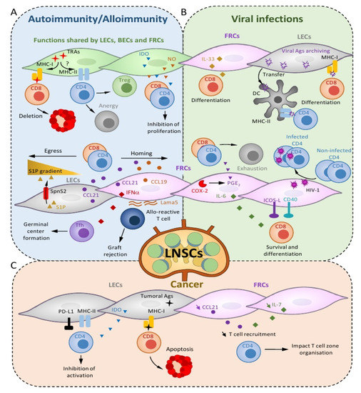 ijms free full text lymph node stromal cells mapmakers of t cell immunity html