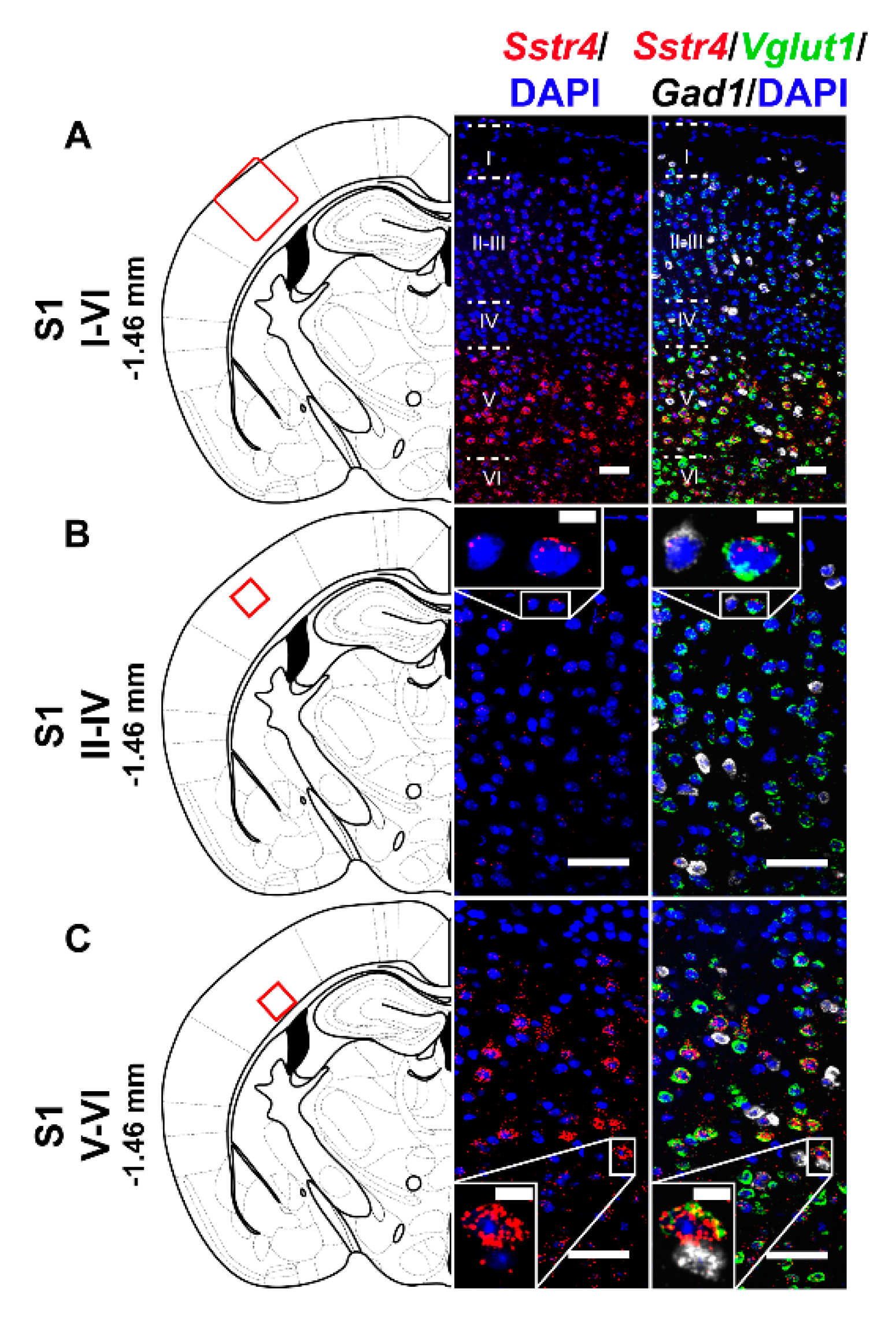 Ijms 21 07788 g003 Ijms 21 07788 g003