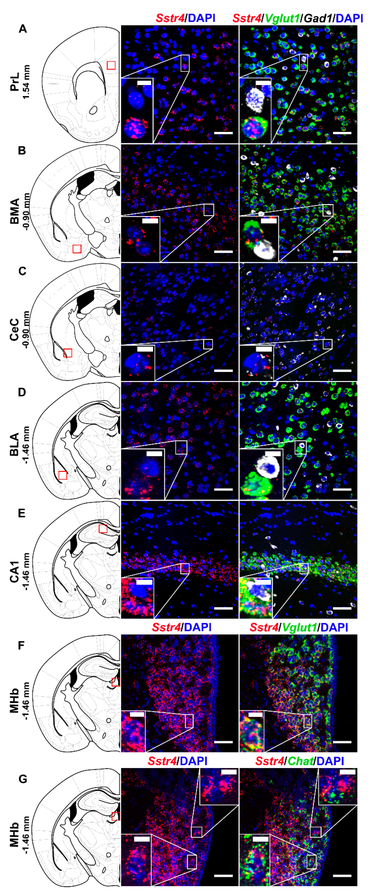 Ijms 21 07788 g005 Ijms 21 07788 g005