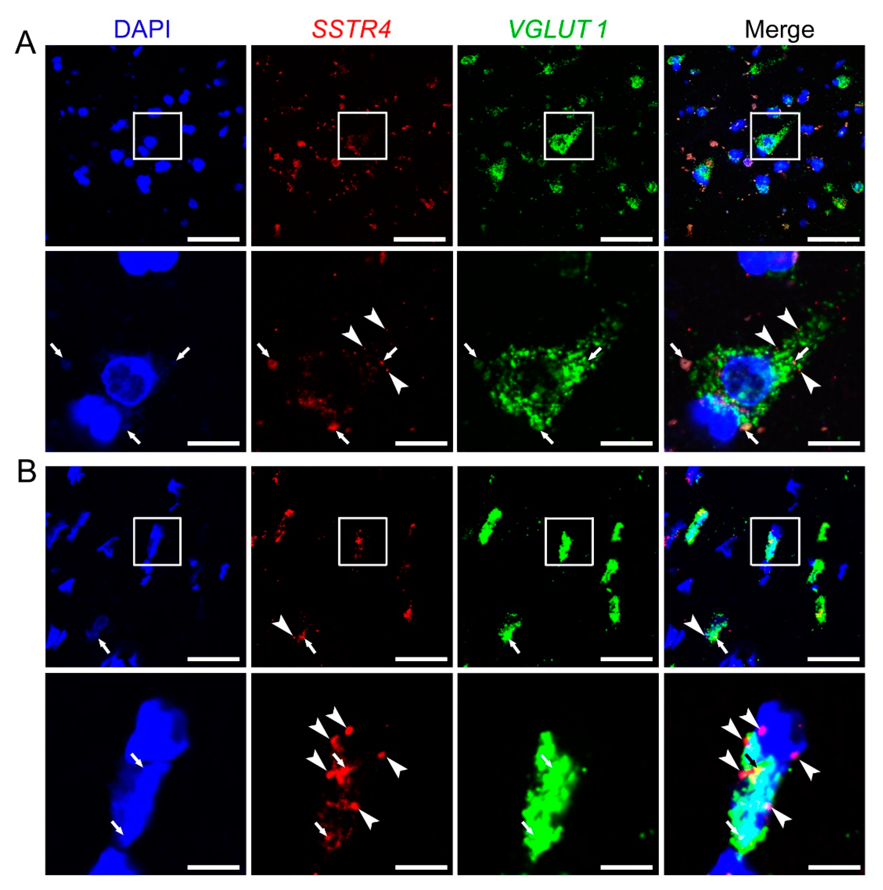 Ijms 21 07788 g008 Ijms 21 07788 g008