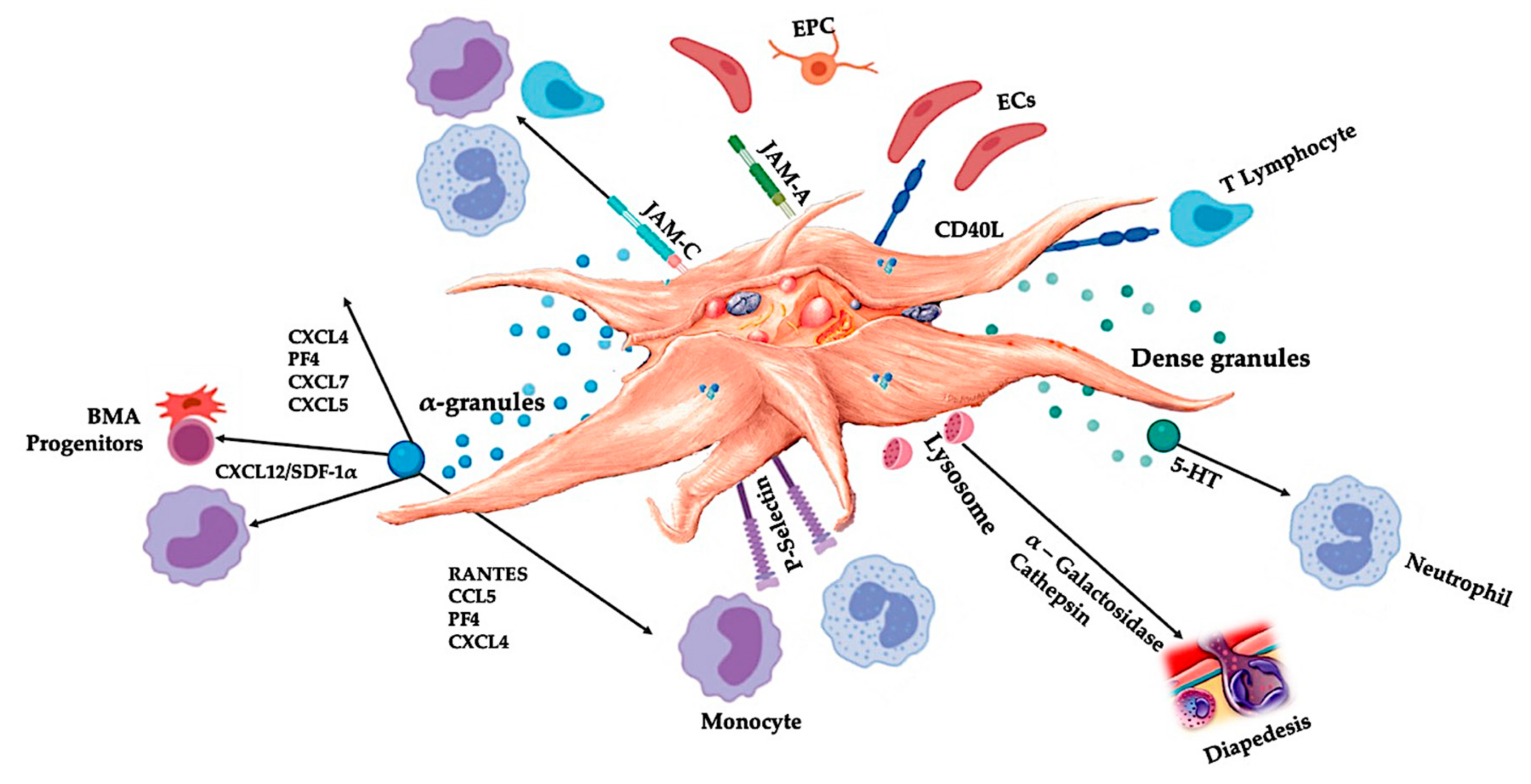 Ijms Free Full Text Platelet Rich Plasma New Performance Understandings And Therapeutic Considerations In Html