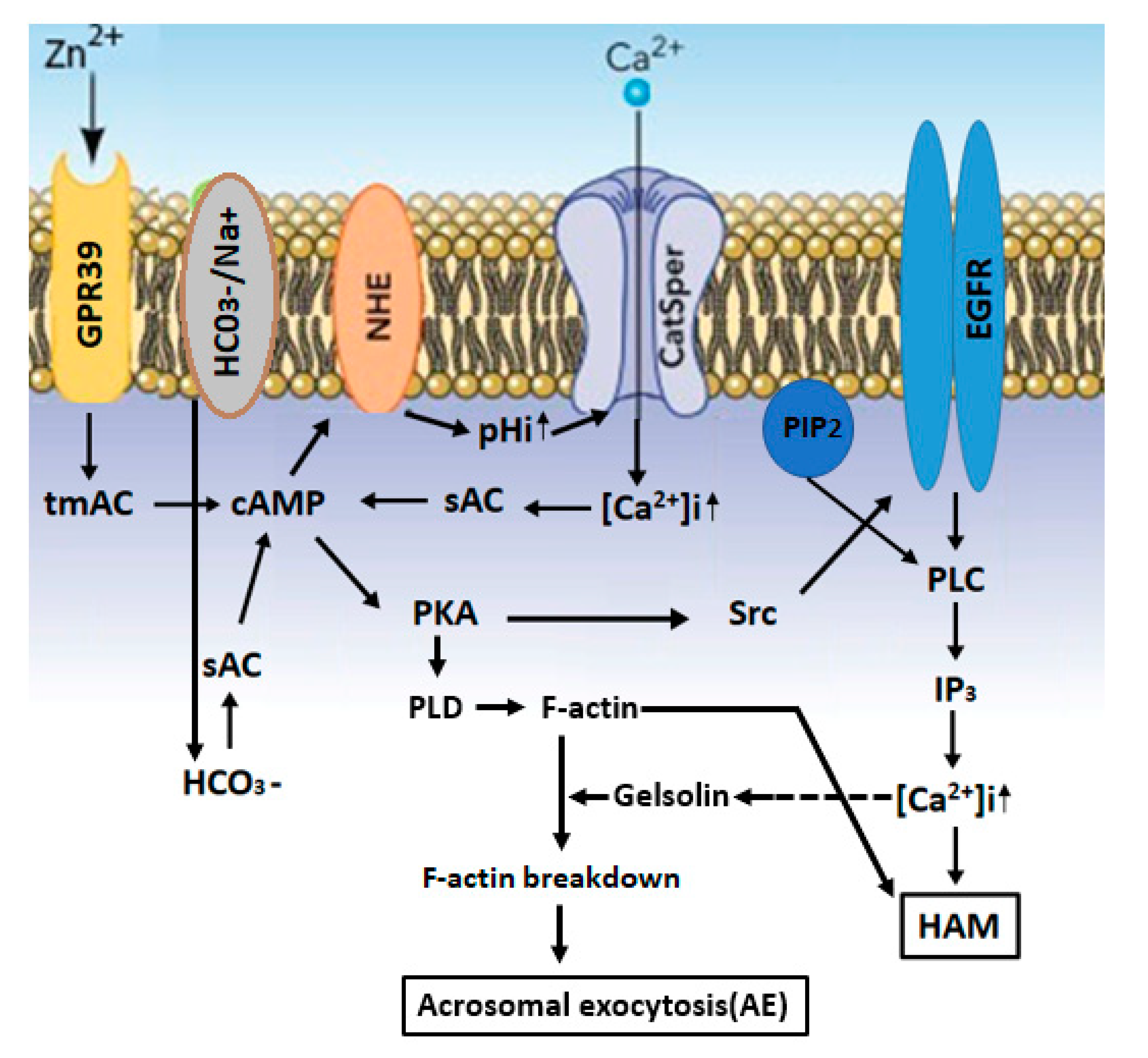 IJMS | Free Full-Text | The Role of Zinc in Male Fertility | HTML