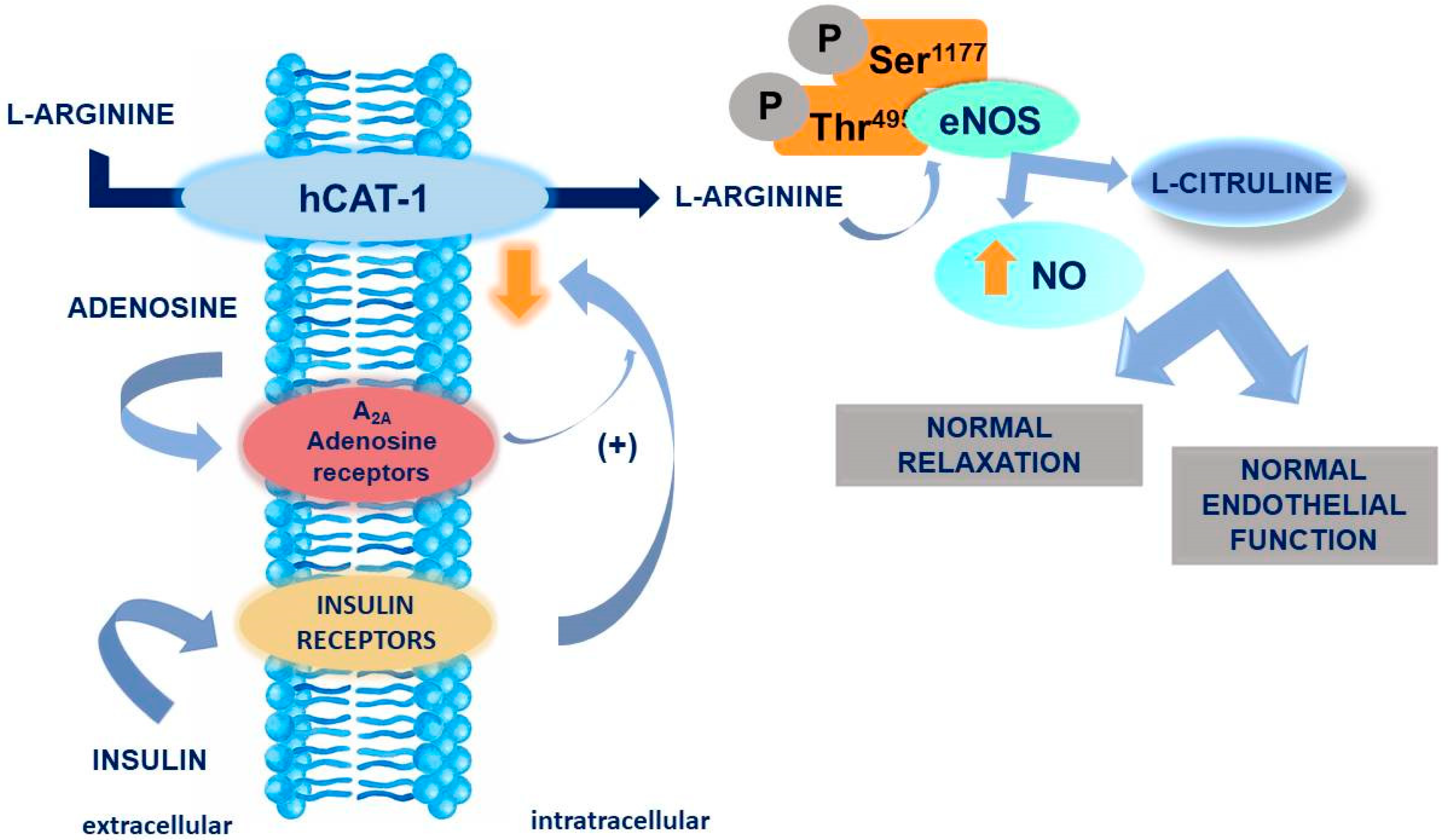 IJMS Free FullText Associations of Arginine with Gestational