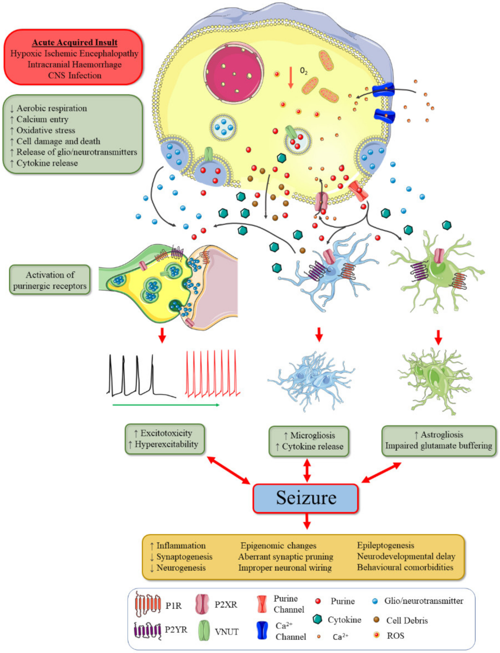 Ijms 21 07832 g002 Ijms 21 07832 g002