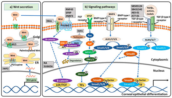 Differentiation Induction of Human Stem Cells for Corneal Epithelial ...