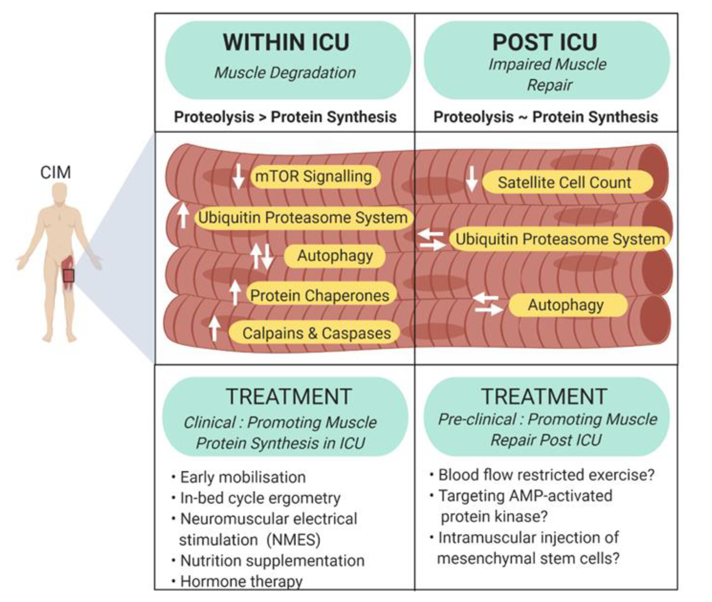 Therapeutic Applications of Neuromuscular Electrical Stimulation in  Critical Care Patients