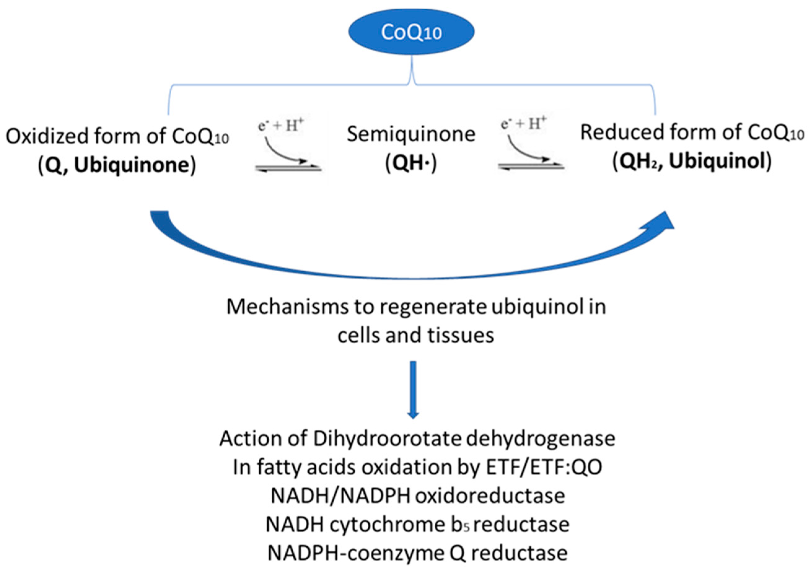 Coenzyme Q10 Supplementation for the Reduction of Oxidative Stress Clinical Implications in the Treatment of Chronic Diseases