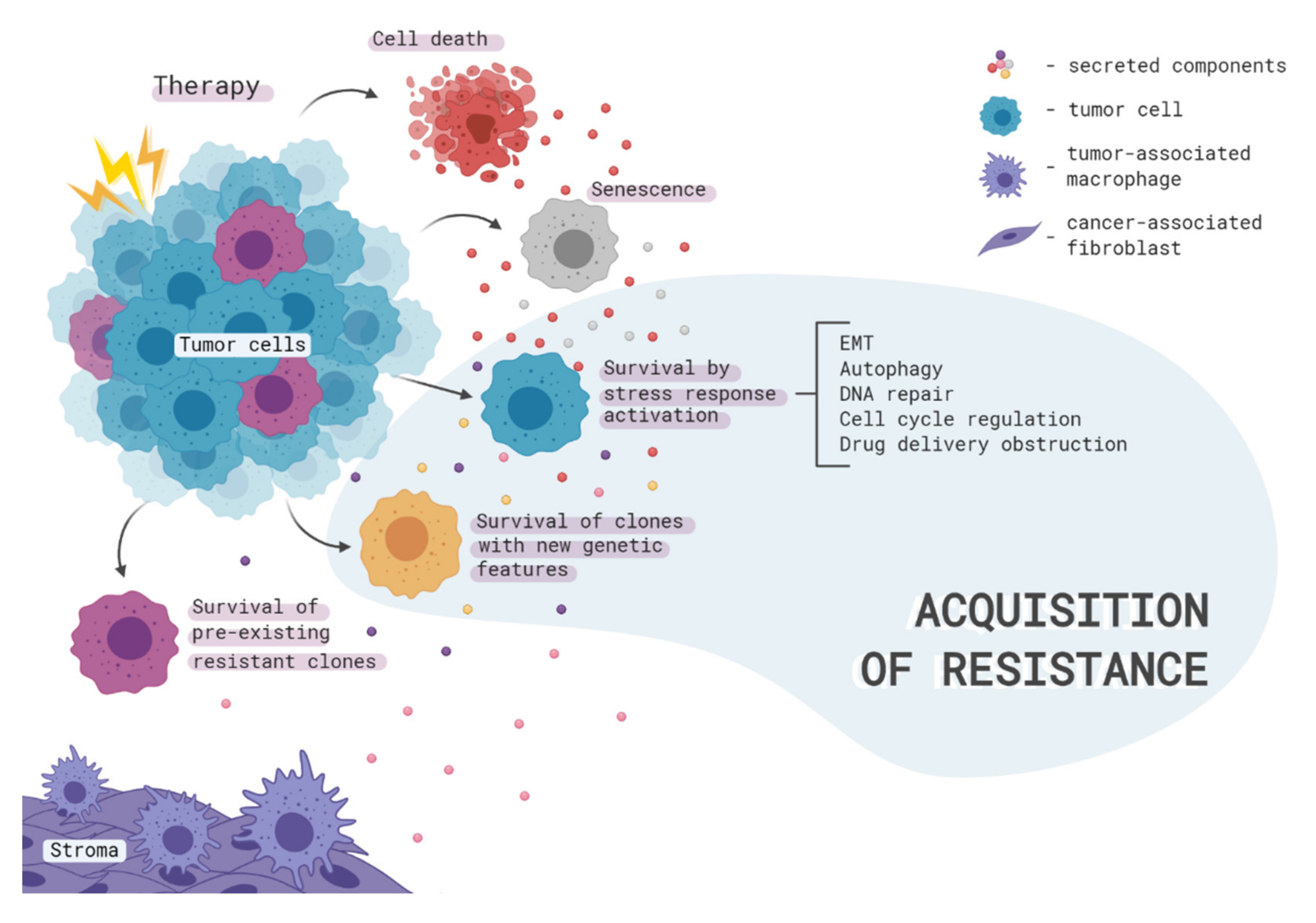 Ijms Free Full Text New Insights Into Therapy Induced Progression Of Cancer Html