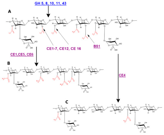 Balanced Xylan Acetylation is the Key Regulator of Plant