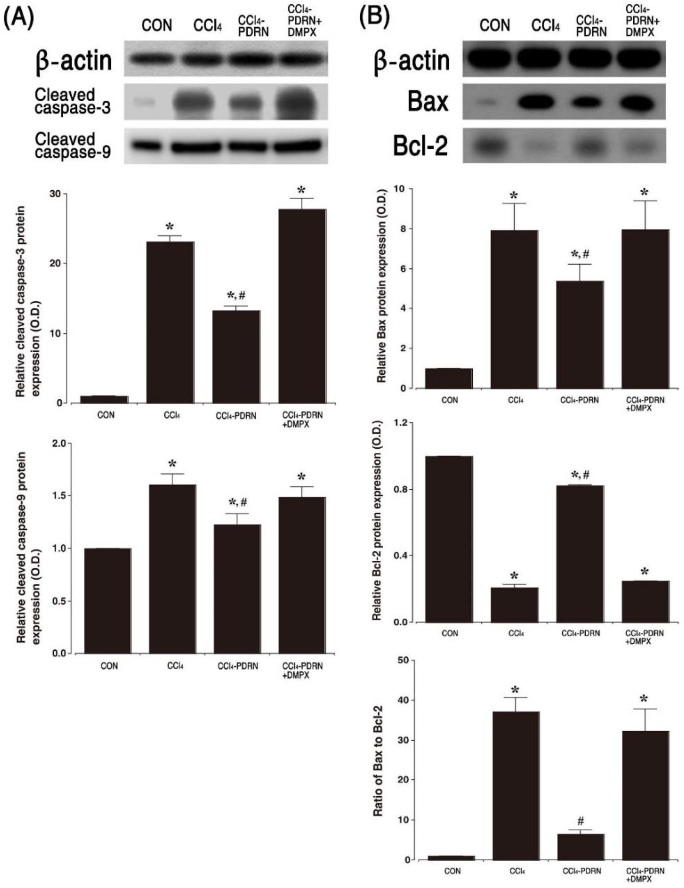 Ijms Free Full Text Polydeoxyribonucleotide Exerts Protective Effect Against Ccl4 Induced Acute Liver Injury Through Inactivation Of Nf Kb Mapk Signaling Pathway In Mice Html