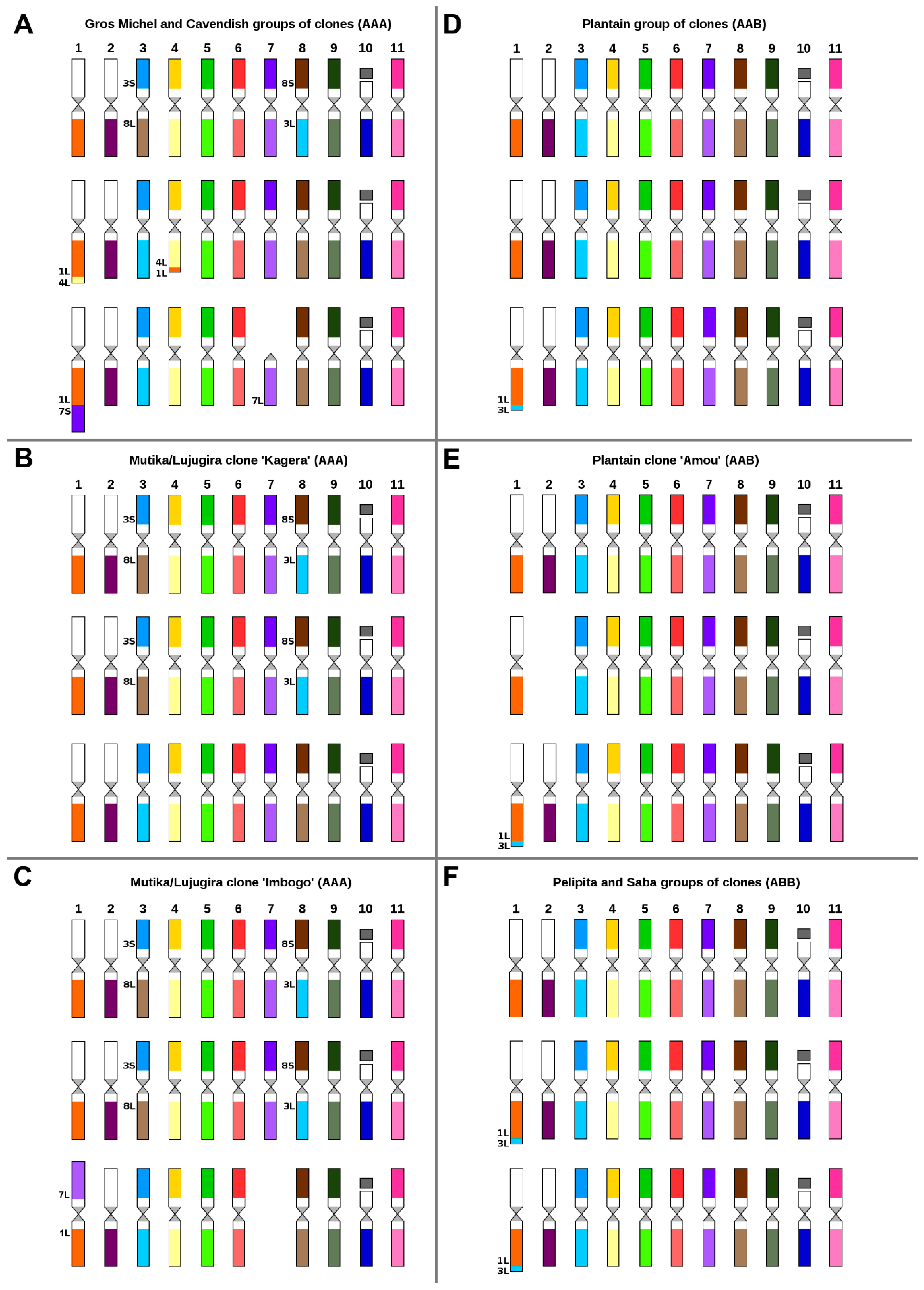 Ideograms of triploid Musa accessions