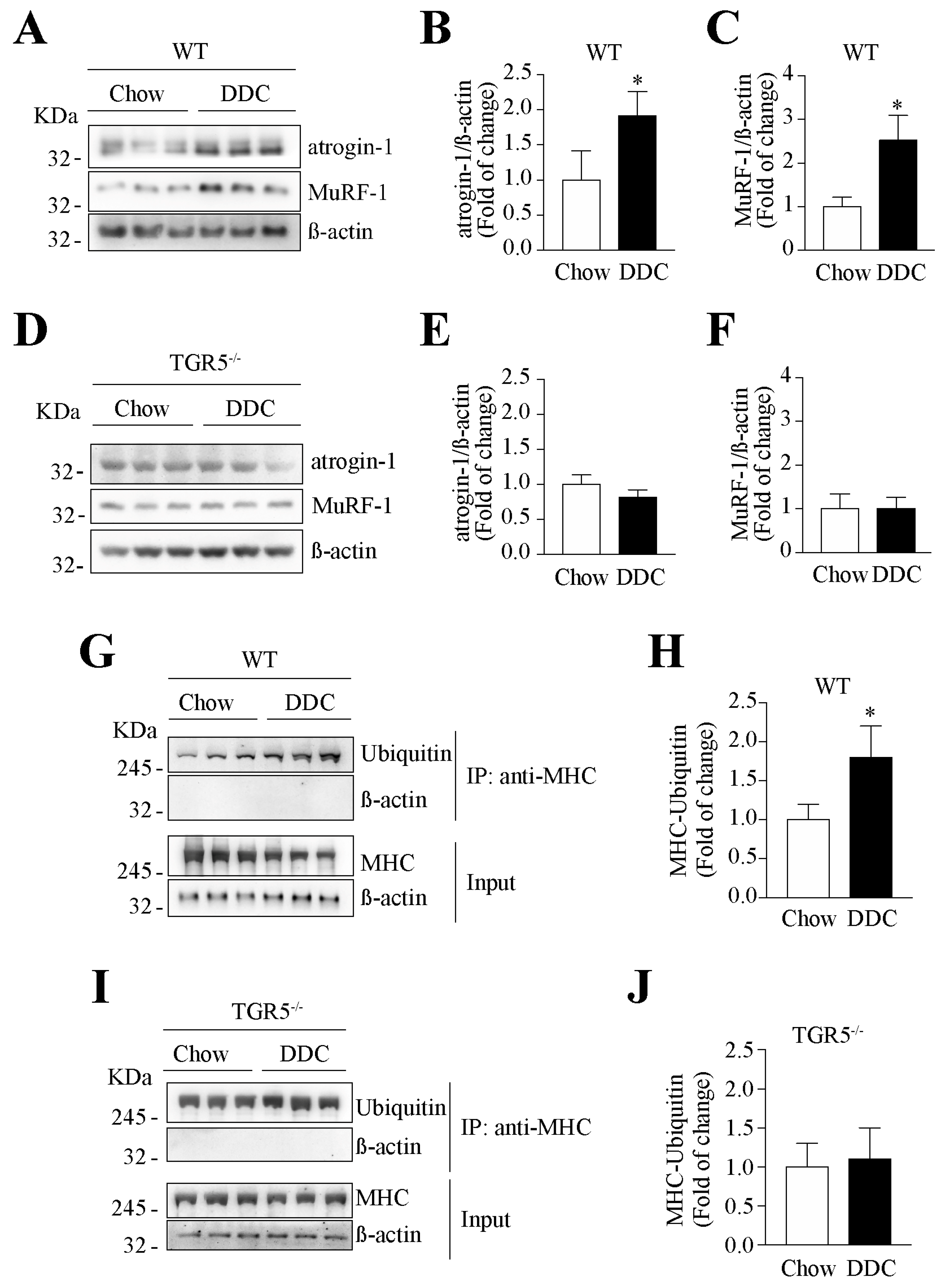Ijms 21 07922 g007 Ijms 21 07922 g007