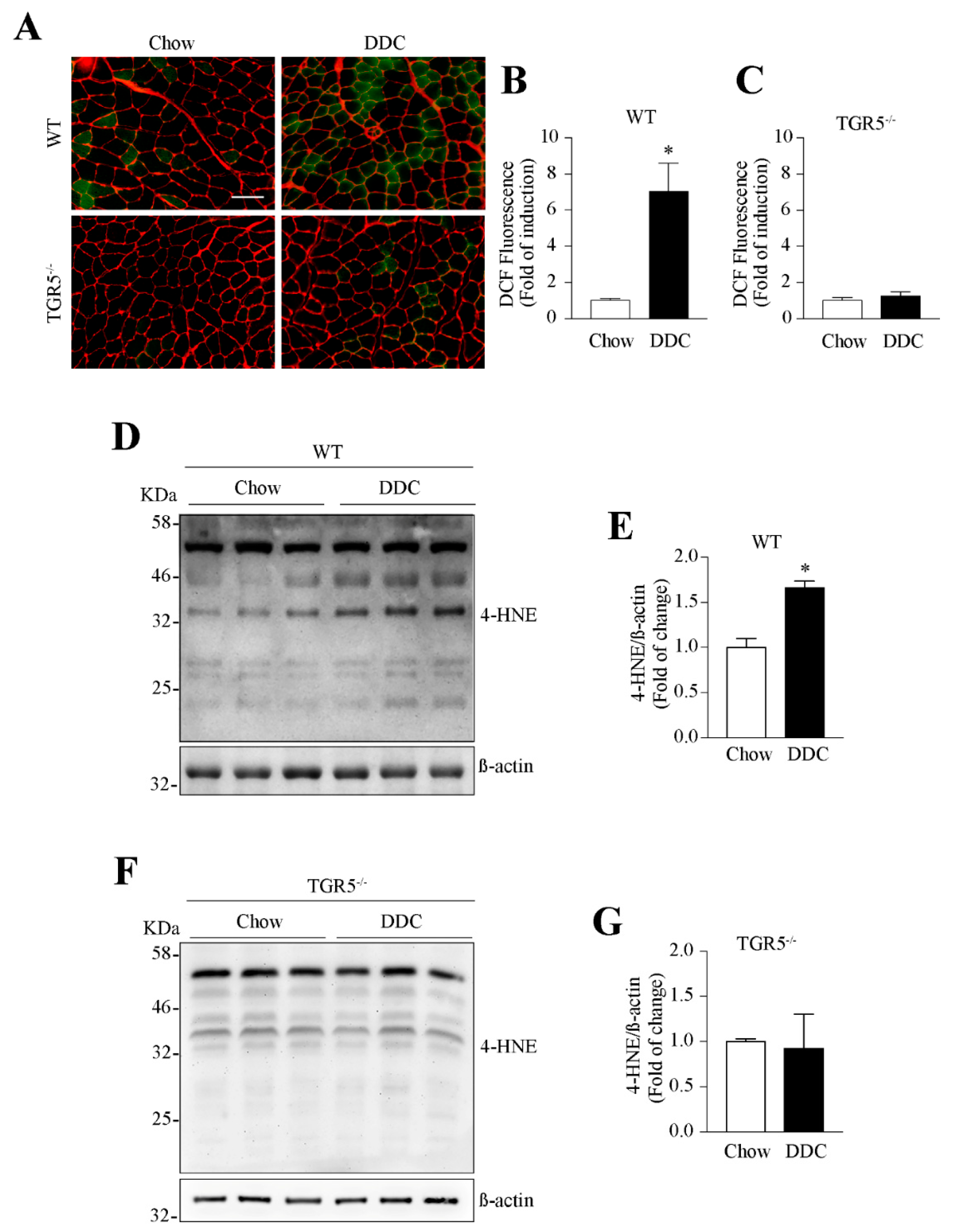 Ijms 21 07922 g008 Ijms 21 07922 g008