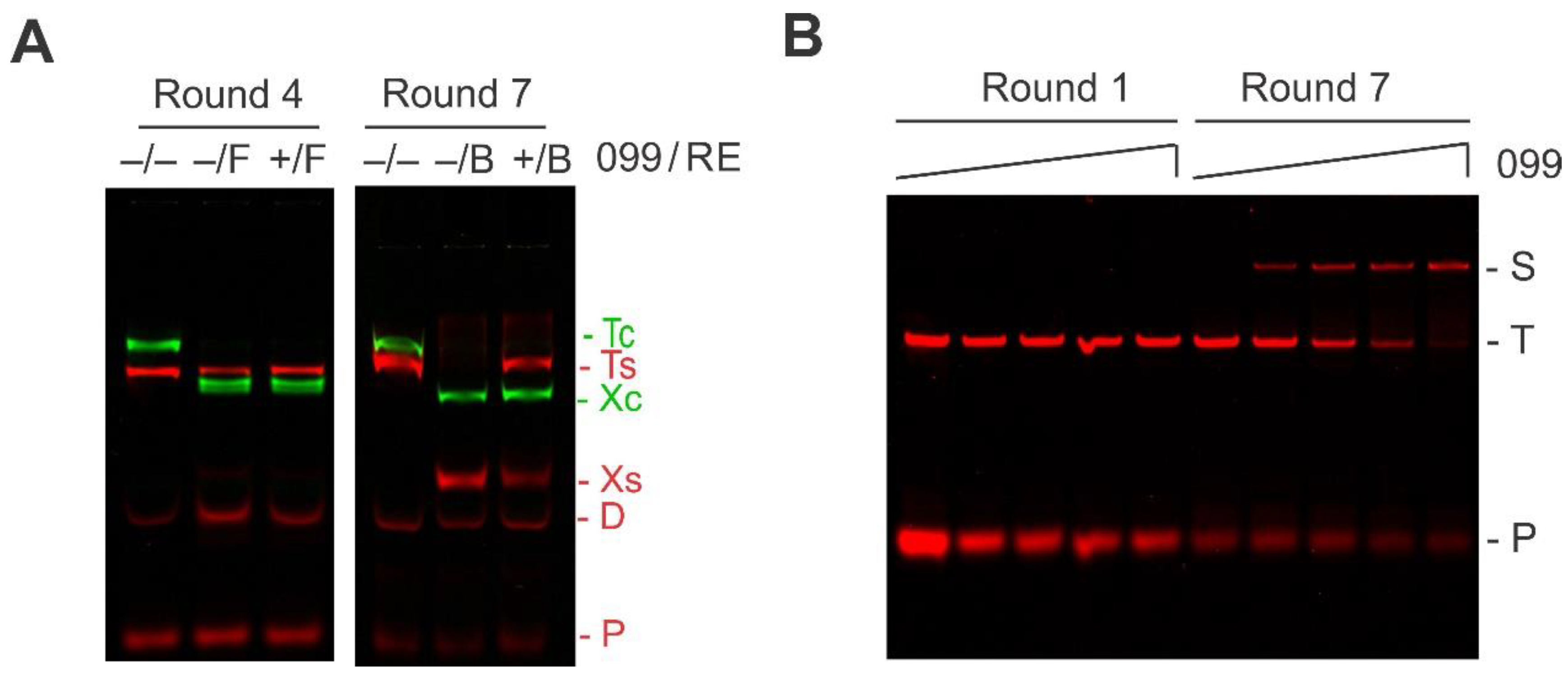 Ijms 21 07929 g002 Ijms 21 07929 g002