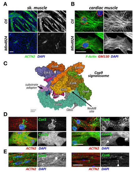 Ijms Free Full Text The Role Of Cullin Ring Ligases In Striated Muscle Development Function And Disease Html