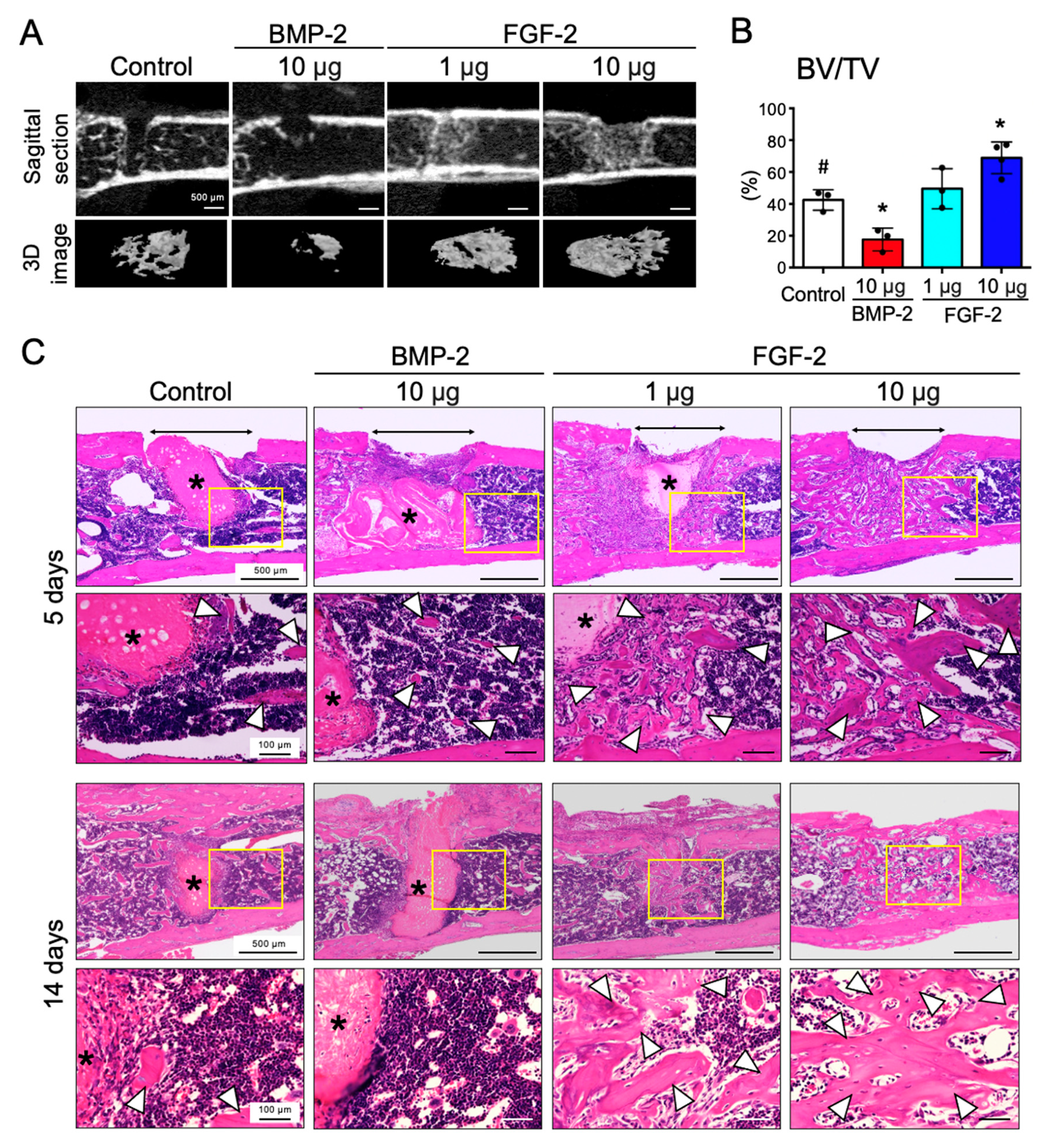 Ijms 21 07967 g002 Ijms 21 07967 g002