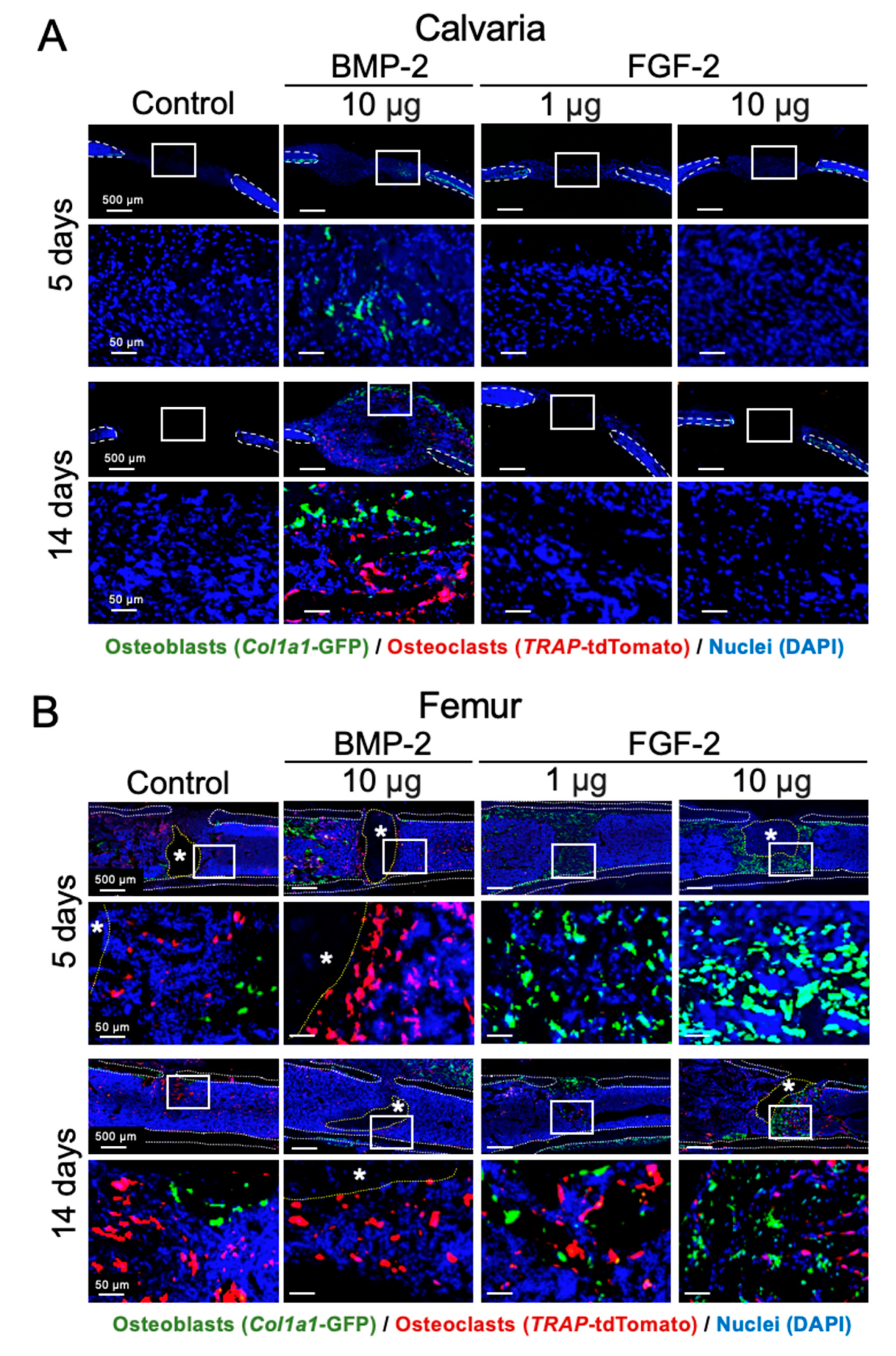 Ijms 21 07967 g004 Ijms 21 07967 g004