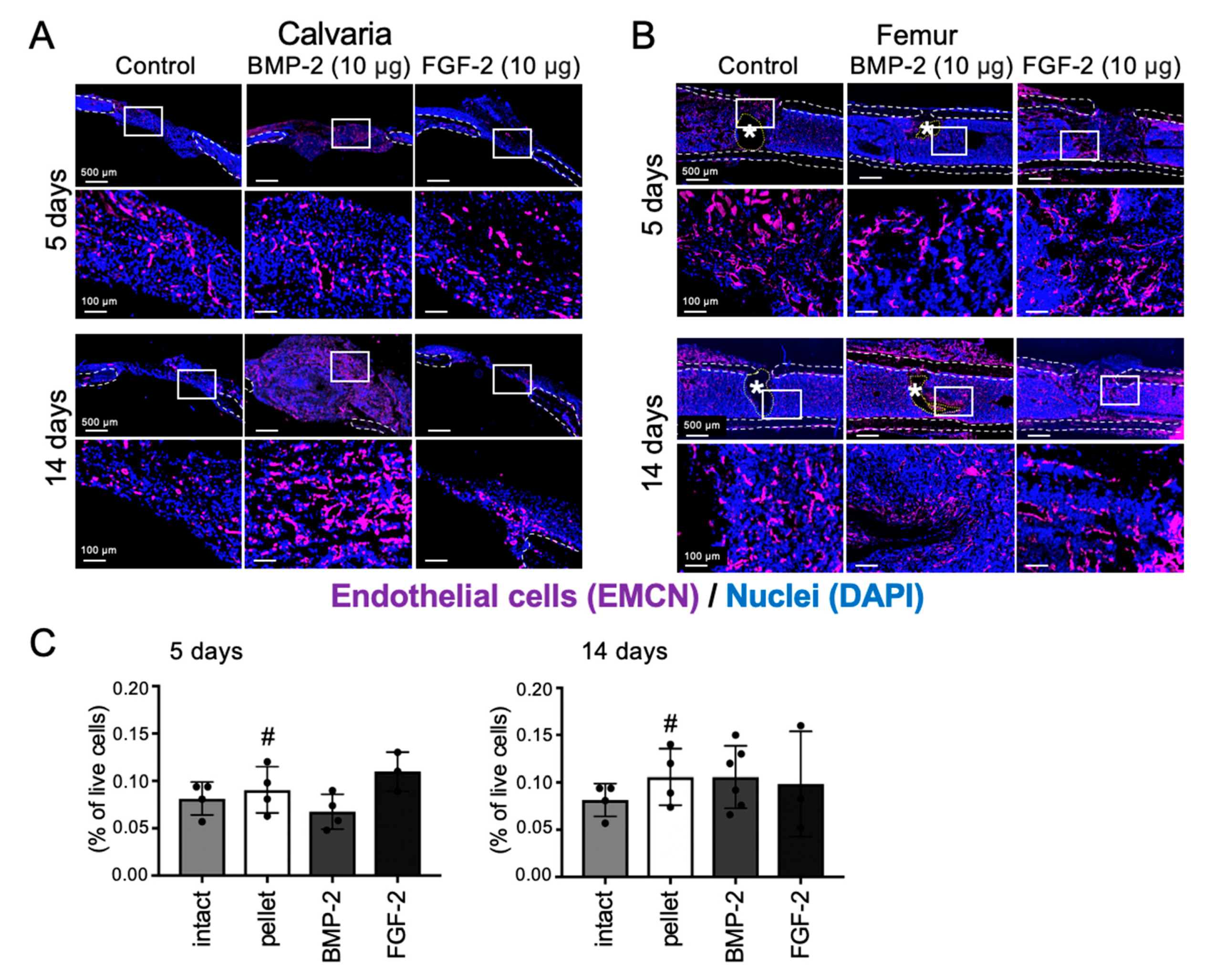 Ijms 21 07967 g005 Ijms 21 07967 g005