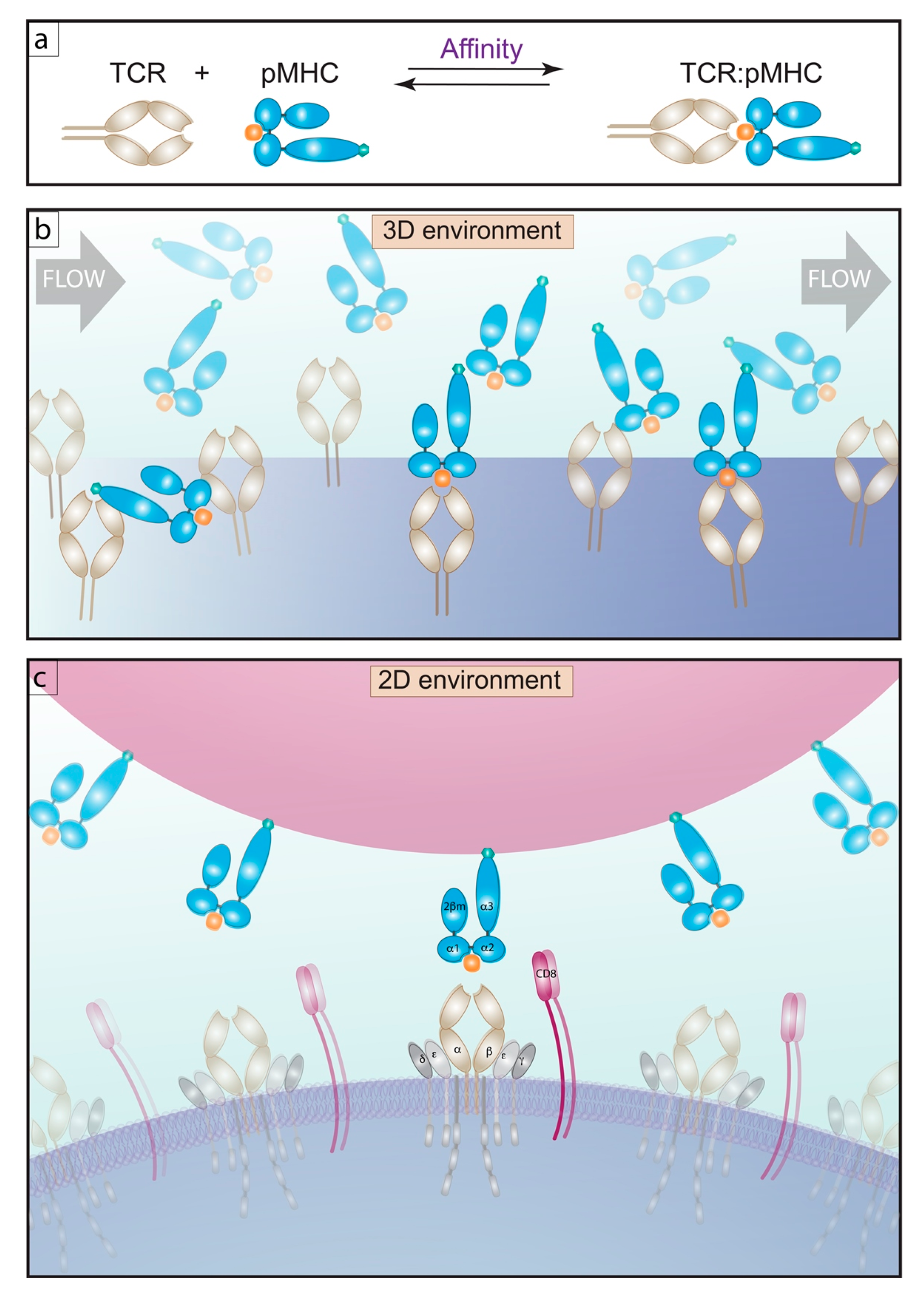 Ijms Free Full Text Relationship Of 2d Affinity To T Cell Functional Outcomes Html