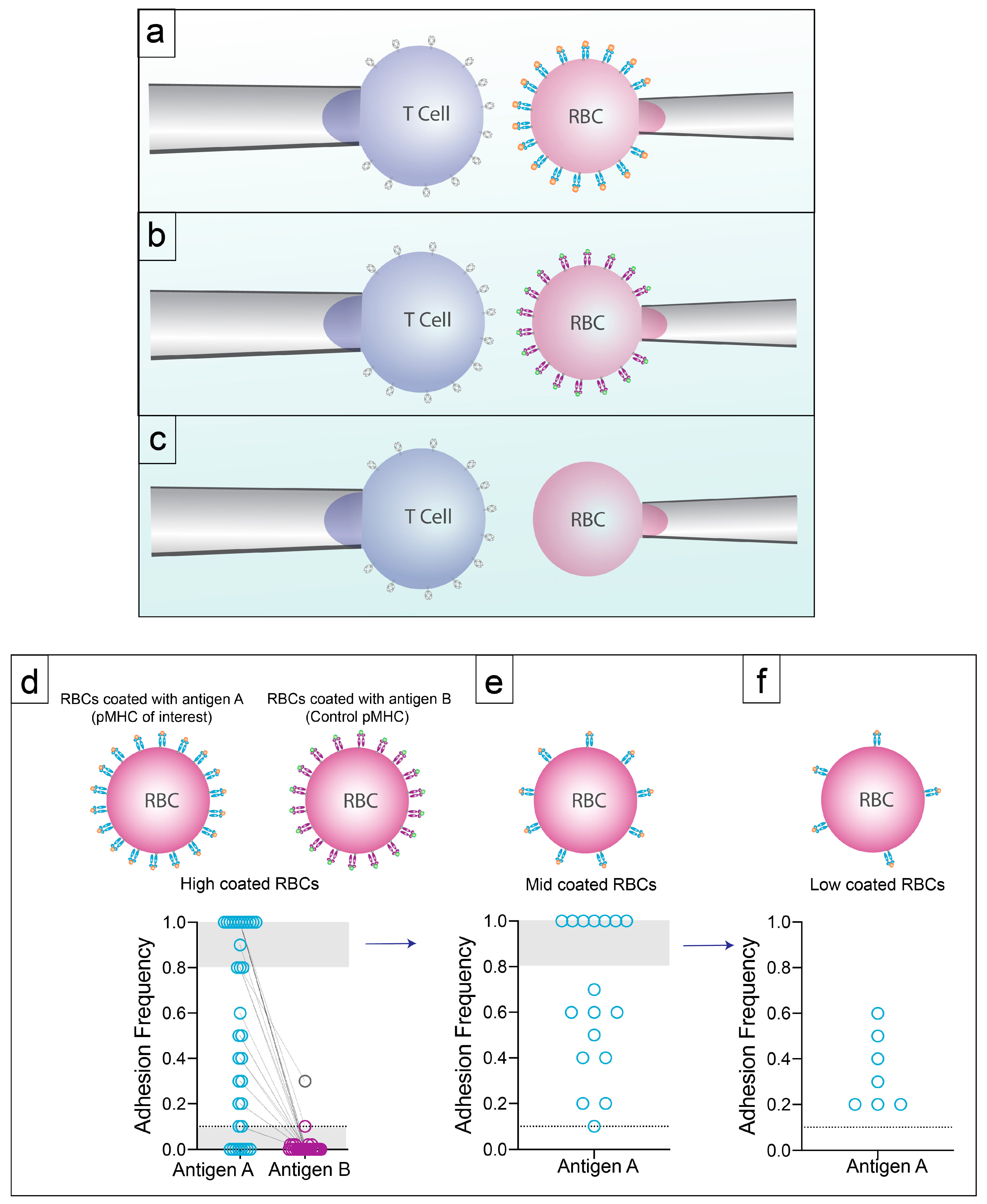 Ijms Free Full Text Relationship Of 2d Affinity To T Cell Functional Outcomes Html