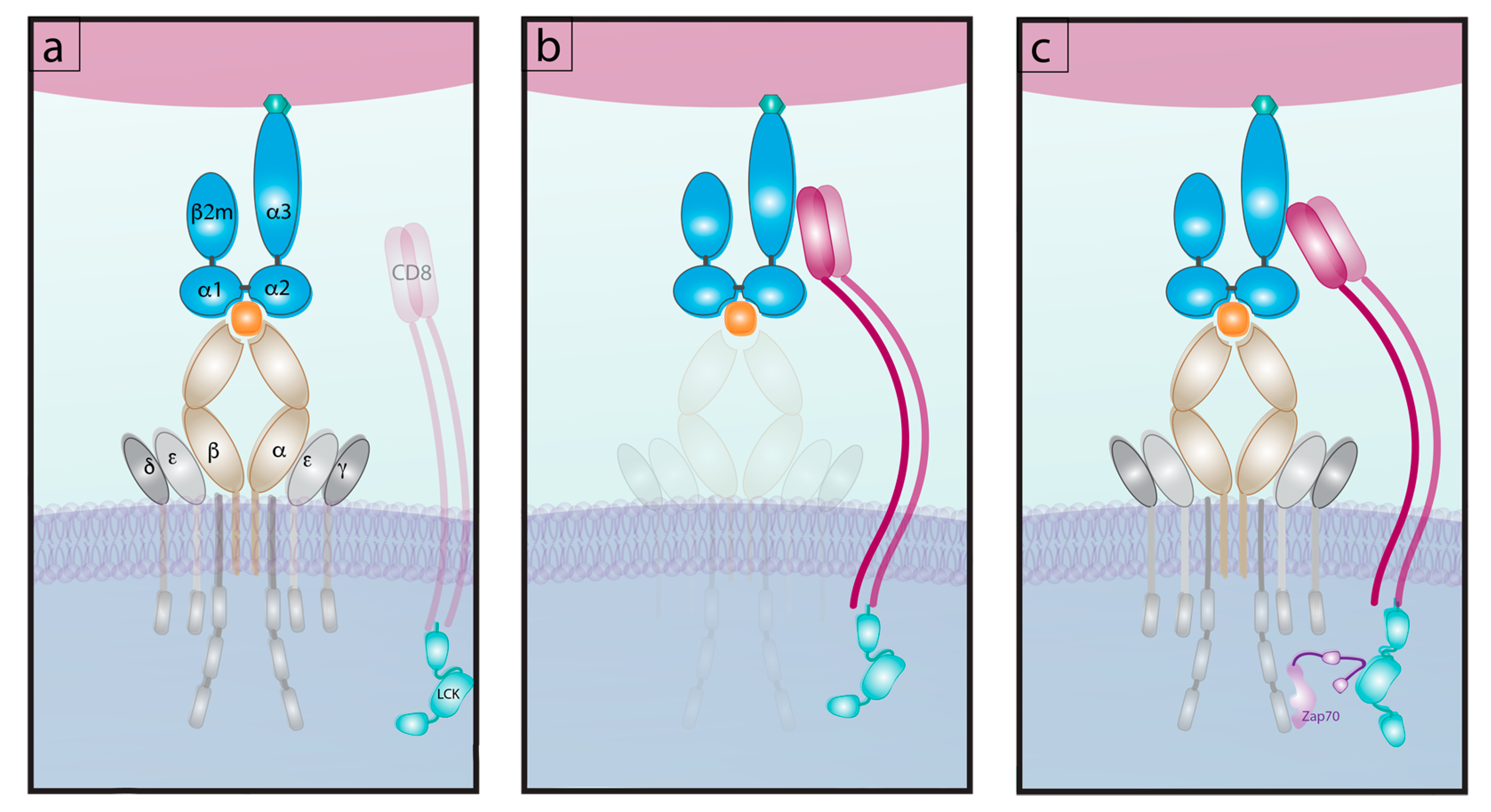 Ijms Free Full Text Relationship Of 2d Affinity To T Cell Functional Outcomes Html