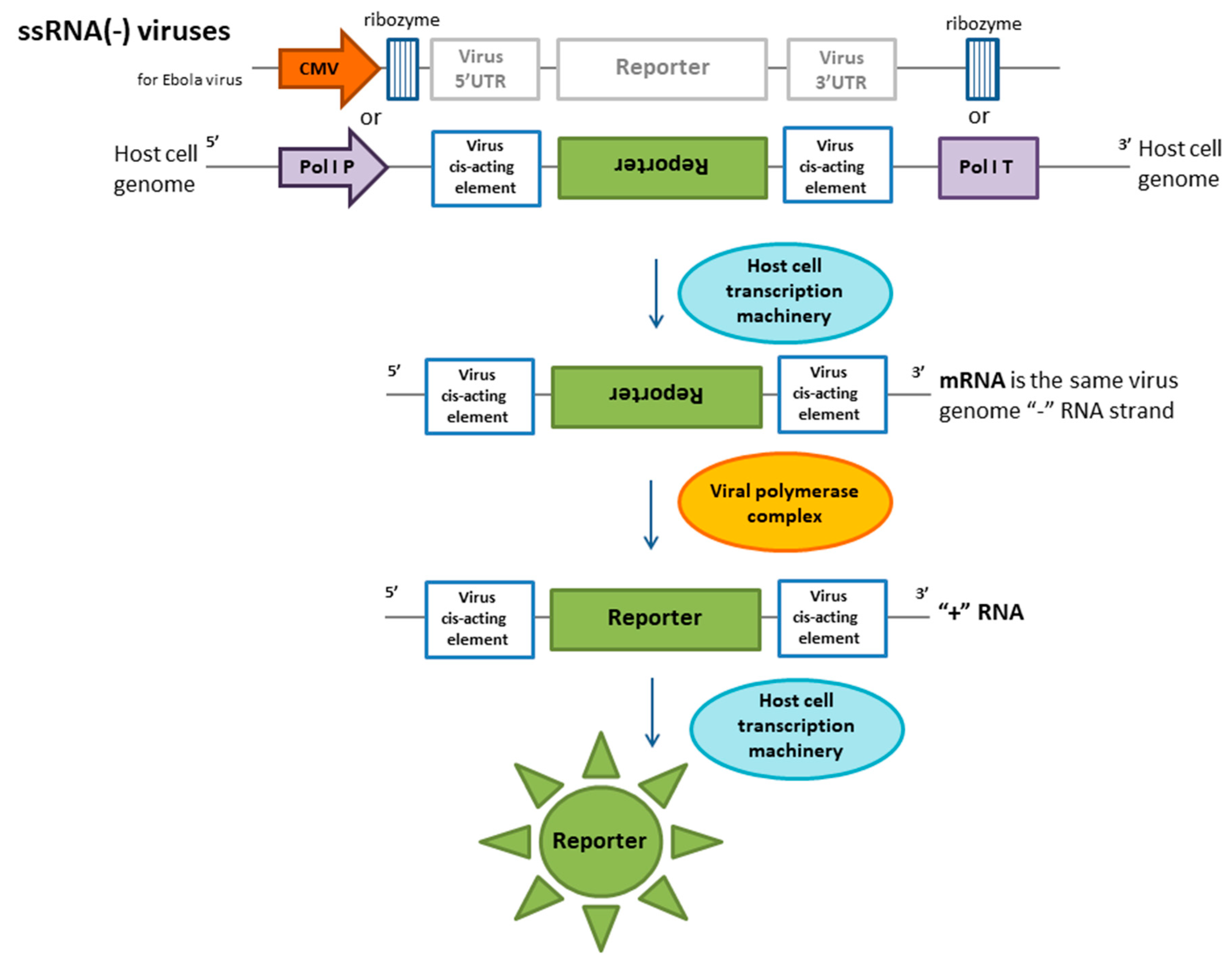 IJMS | Free Full-Text | Cell Cultures for Virology: Usability, Advantages, and Prospects IJMS | Free Full-Text | Cell Cultures for Virology: Usability, Advantages, and Prospects