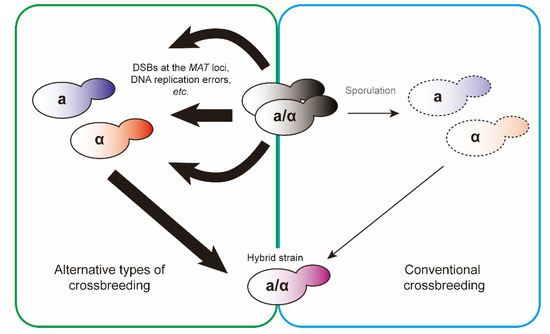 Crossbreeding of Yeasts Domesticated for Fermentation: Infertility