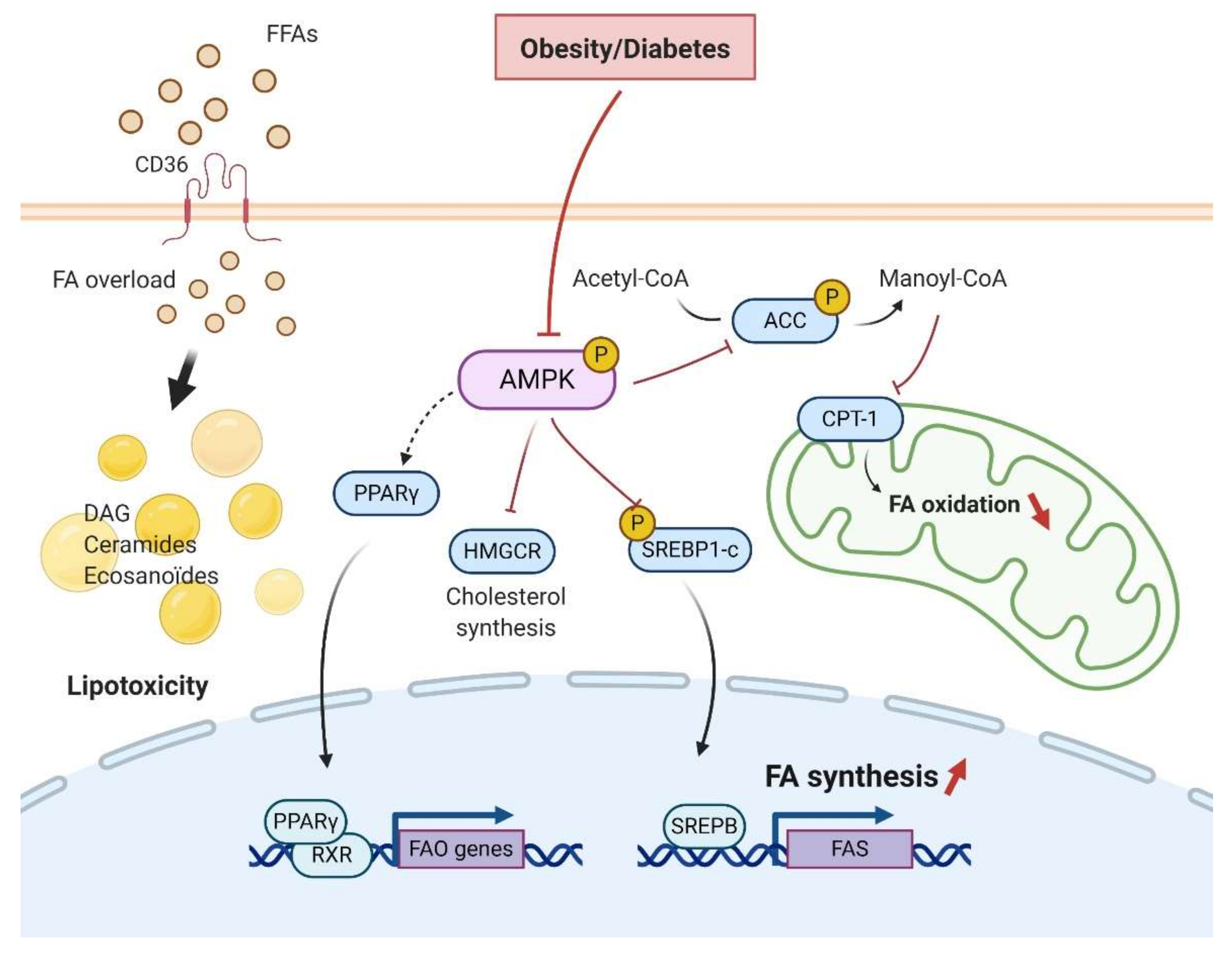 Ijms 21 07994 g003 Ijms 21 07994 g003