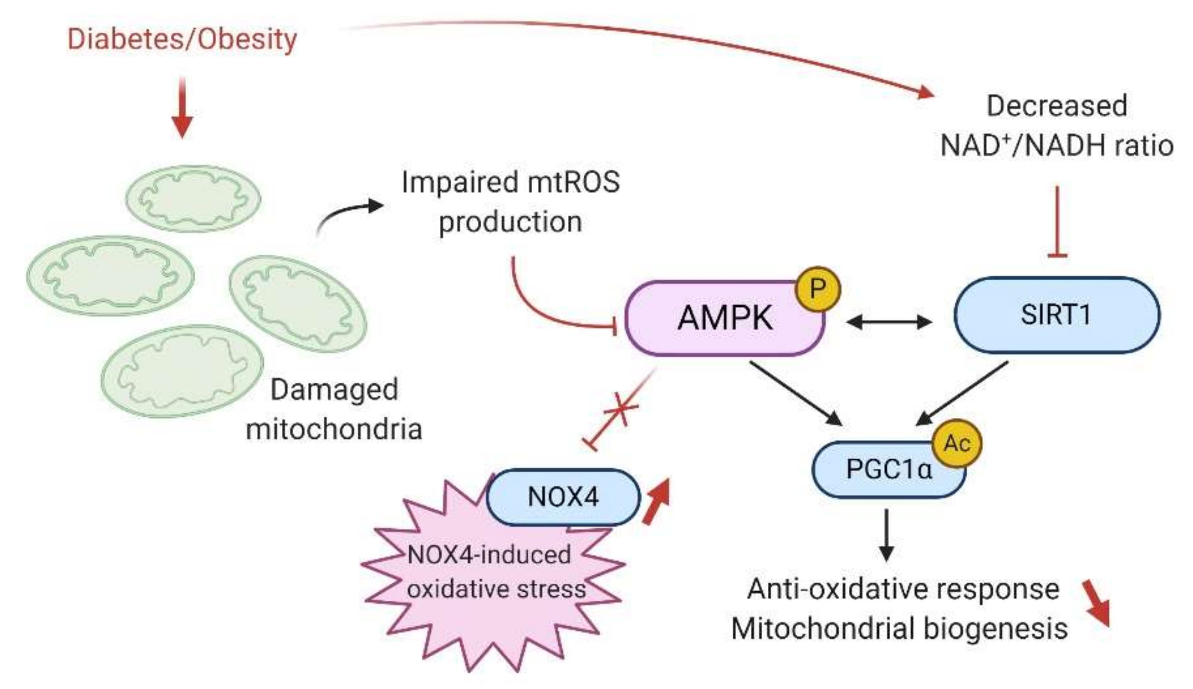 Ijms 21 07994 g004 Ijms 21 07994 g004