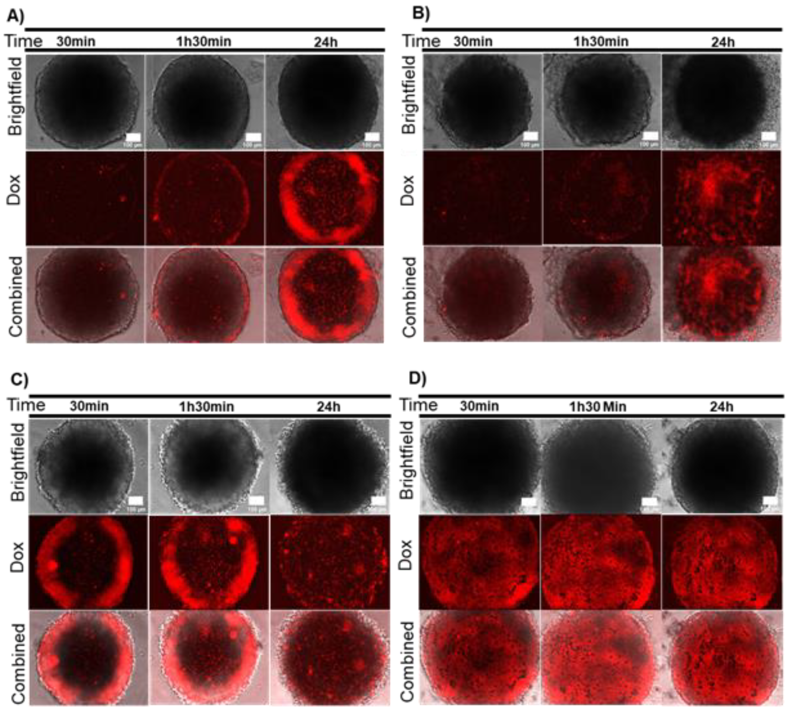 Ijms 21 08017 g005 Ijms 21 08017 g005