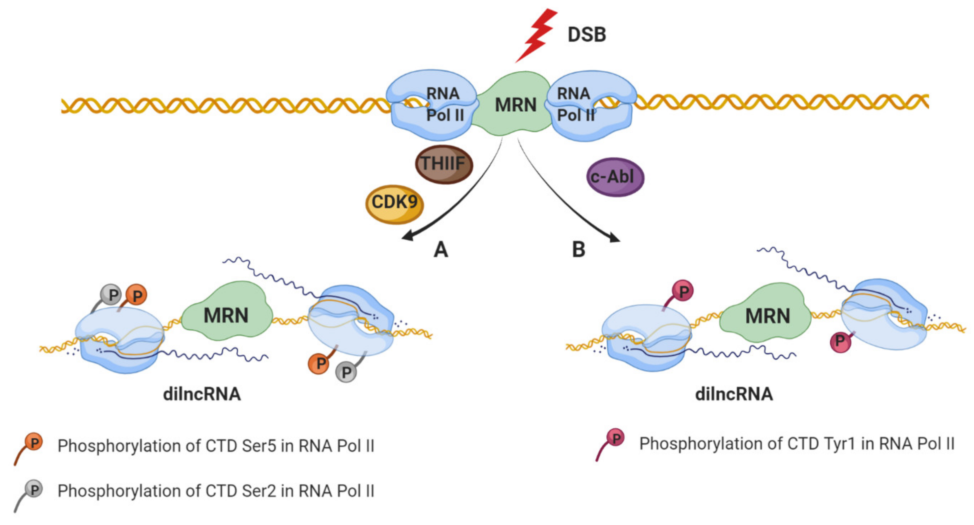 Ijms 21 08039 g001 Ijms 21 08039 g001