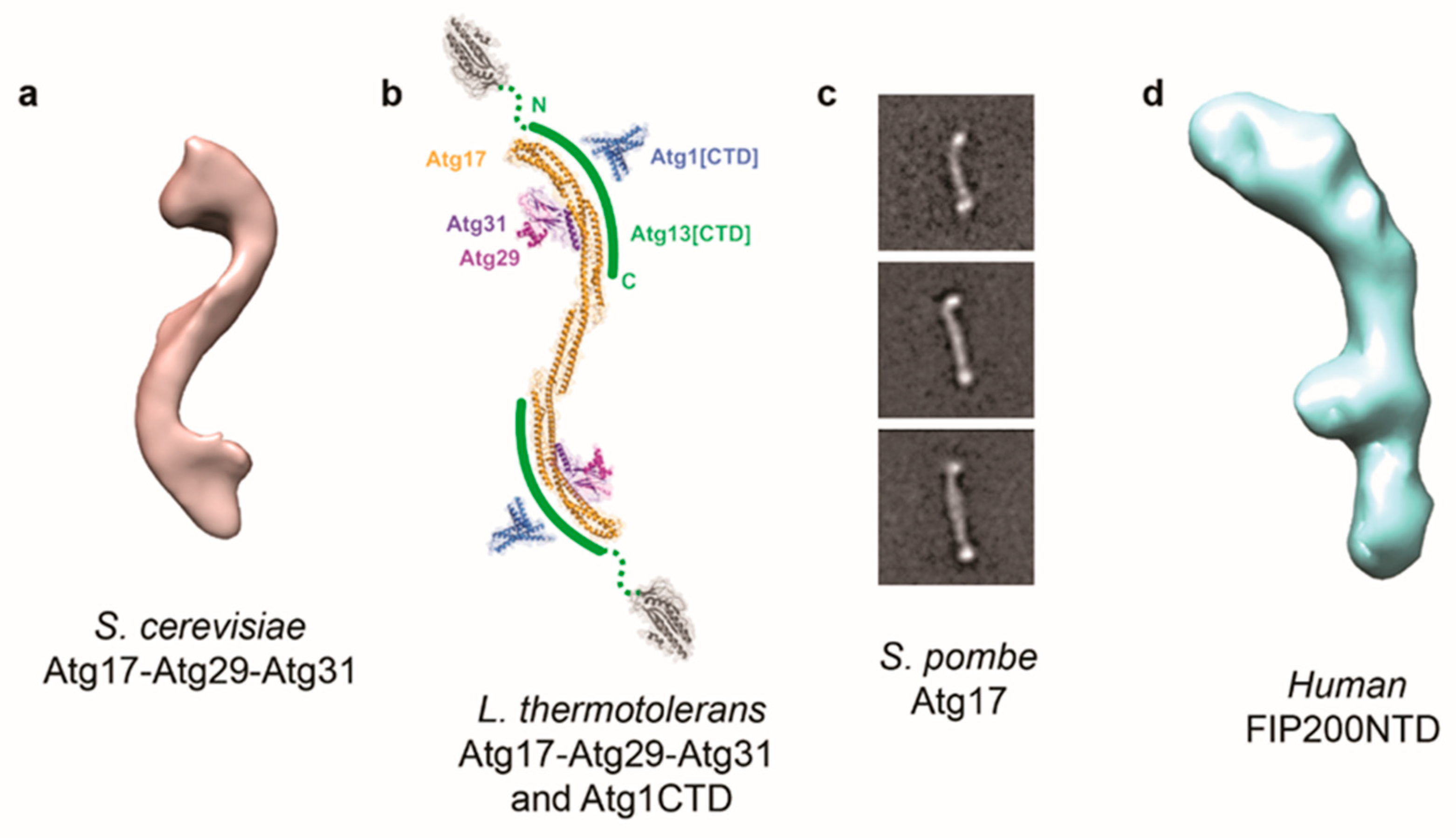 Ijms 21 08051 g001 Ijms 21 08051 g001