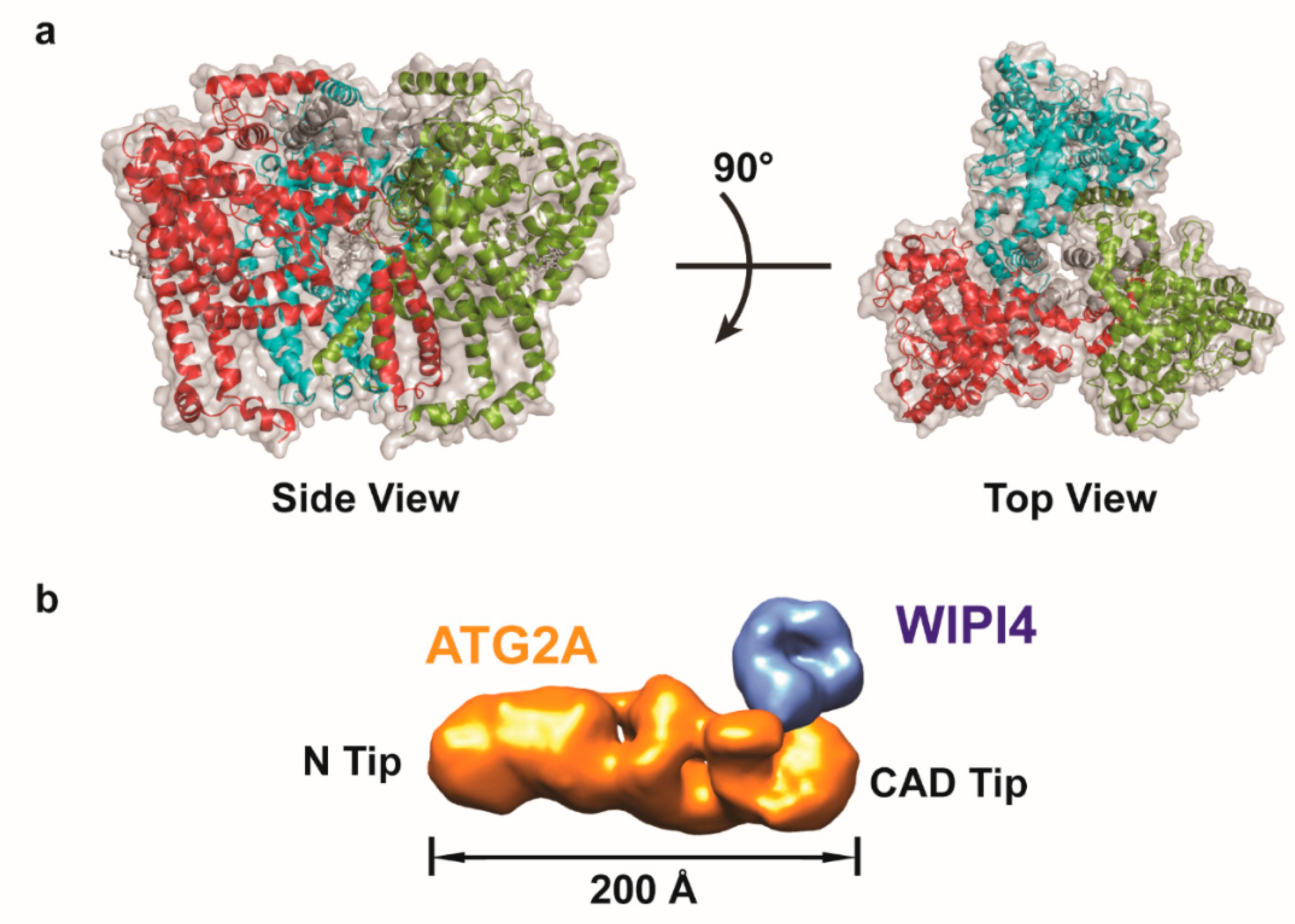 Ijms 21 08051 g003 Ijms 21 08051 g003