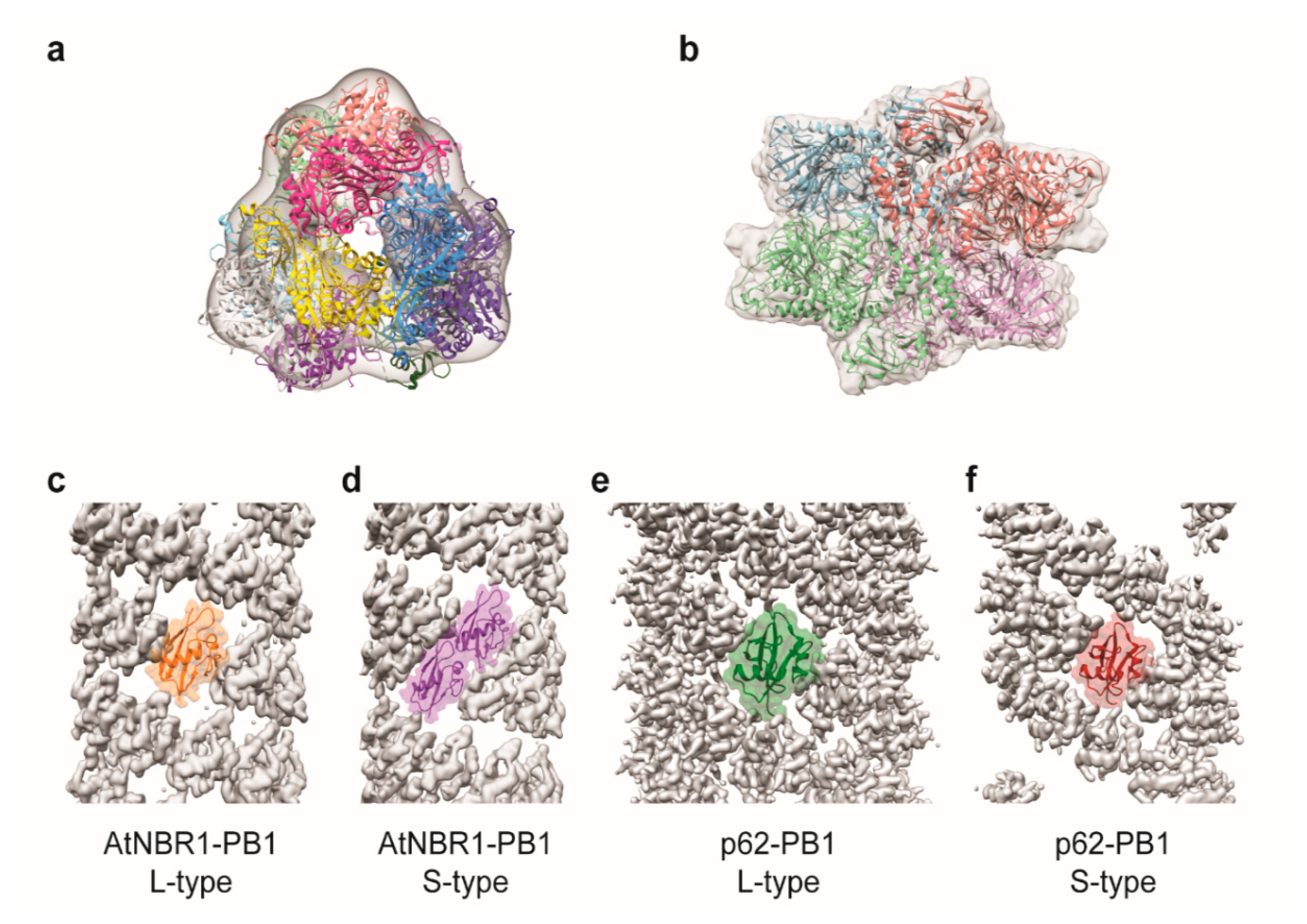 Ijms 21 08051 g004 Ijms 21 08051 g004