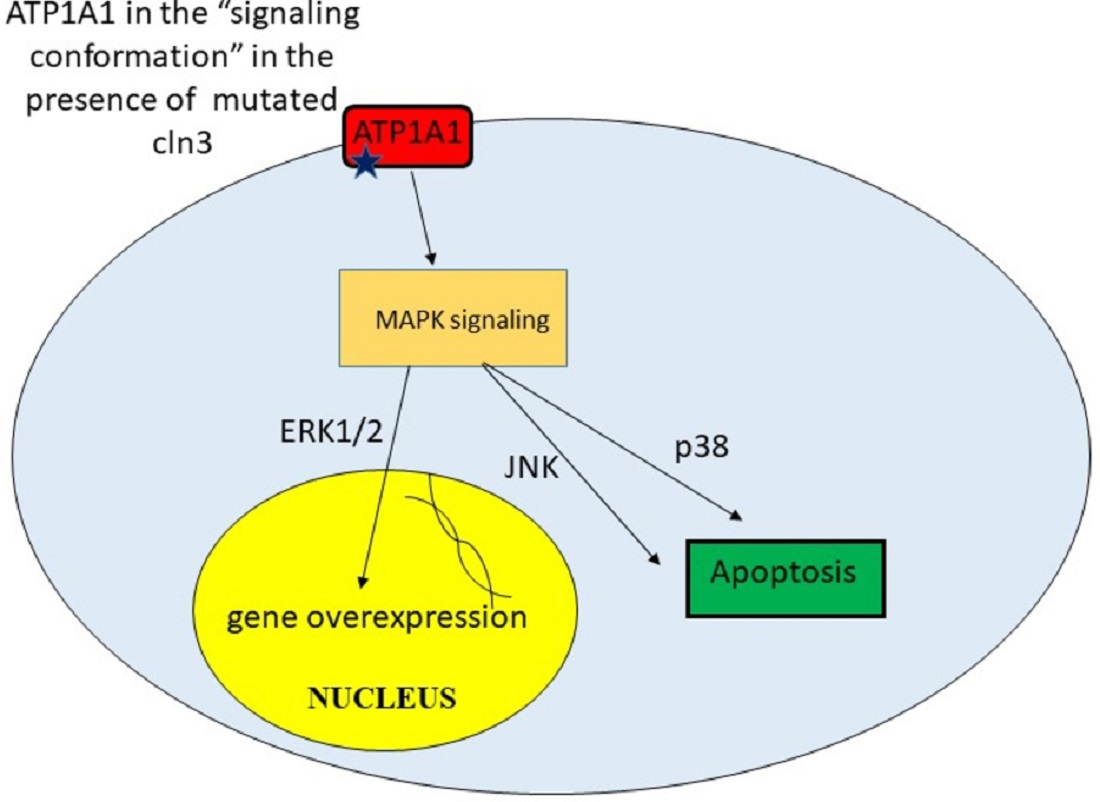 Gene Zemen Obituary Died In Arizona On Christmas Eve 2022 Ijms | Free Full-Text | Current Insights In Elucidation Of Possible  Molecular Mechanisms Of The Juvenile Form Of Batten Disease | Html