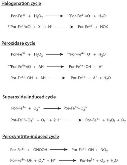 Ijms Free Full Text The Dual Role Of Myeloperoxidase In Immune Response Html