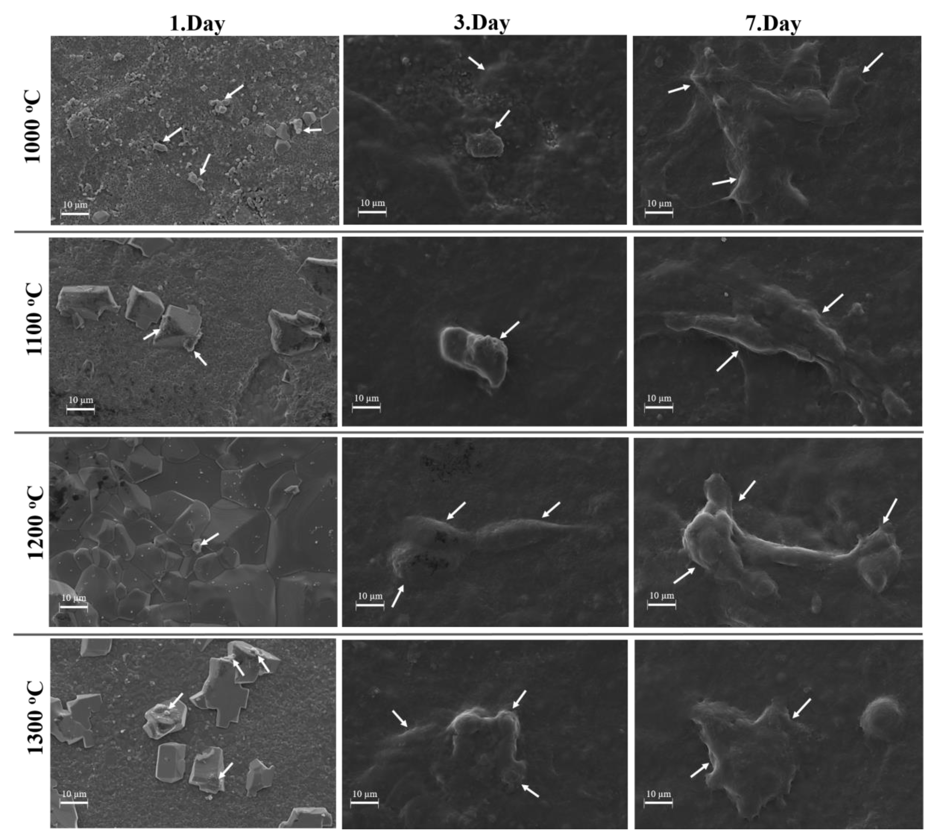 Ijms 21 08082 g008 Ijms 21 08082 g008