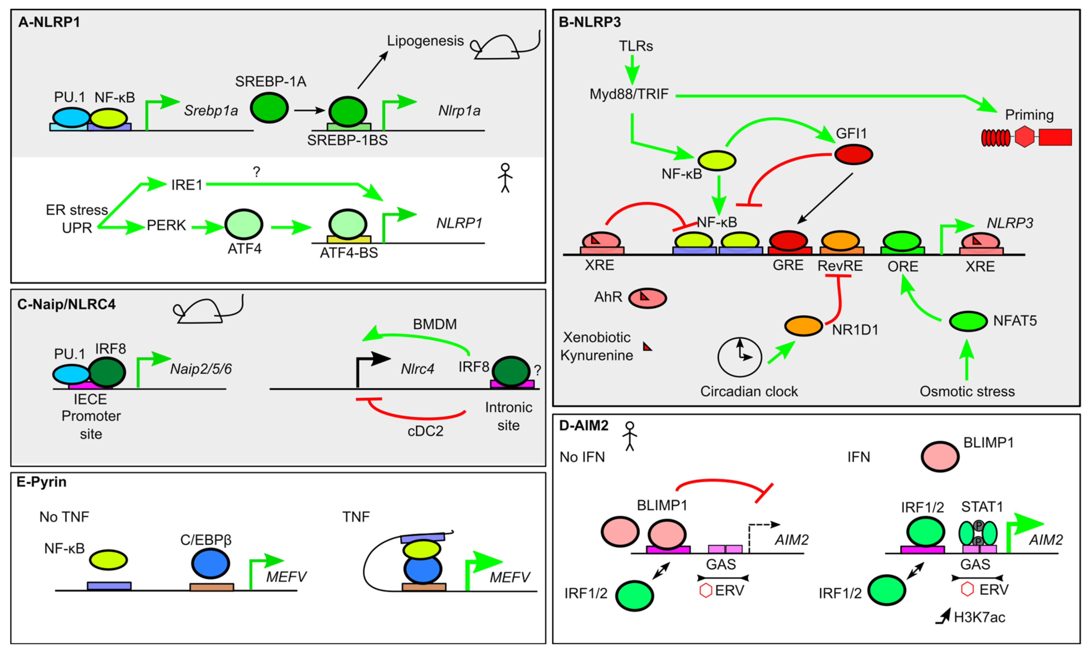 Transcriptional Regulation of Inflammasomes