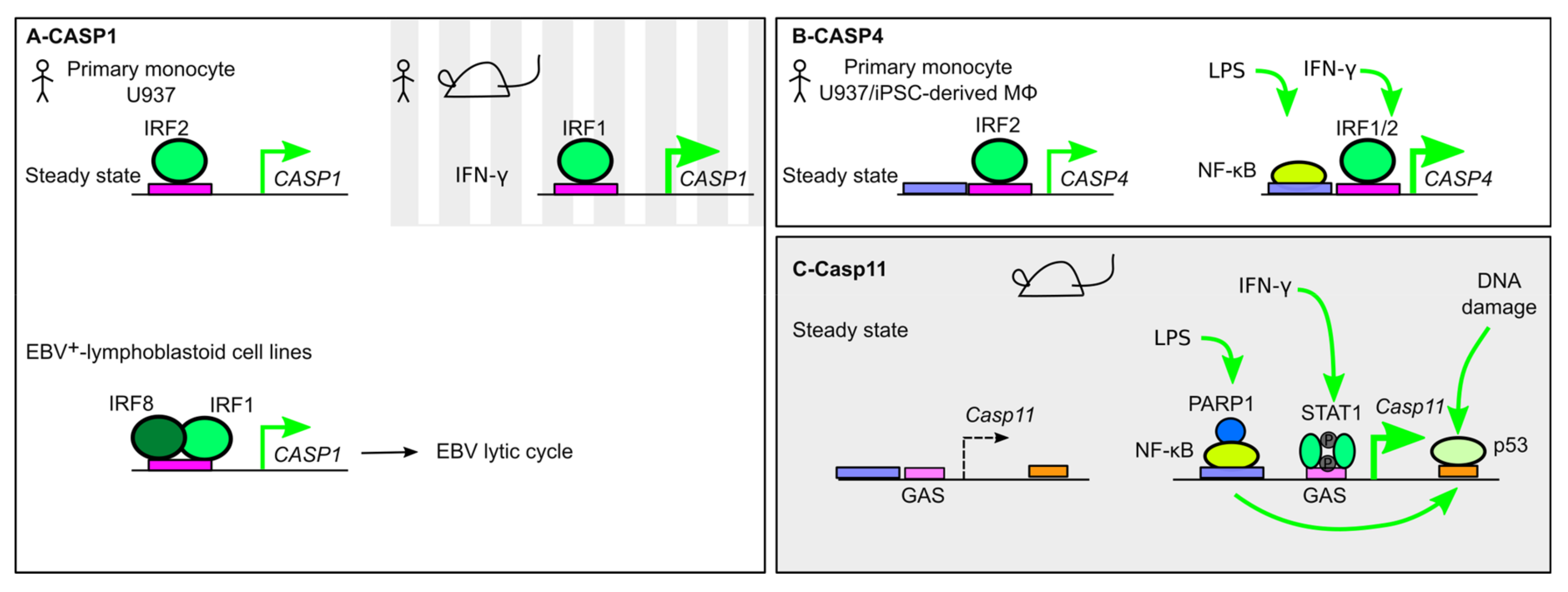 IJMS | Free Full-Text | Transcriptional Regulation of Inflammasomes