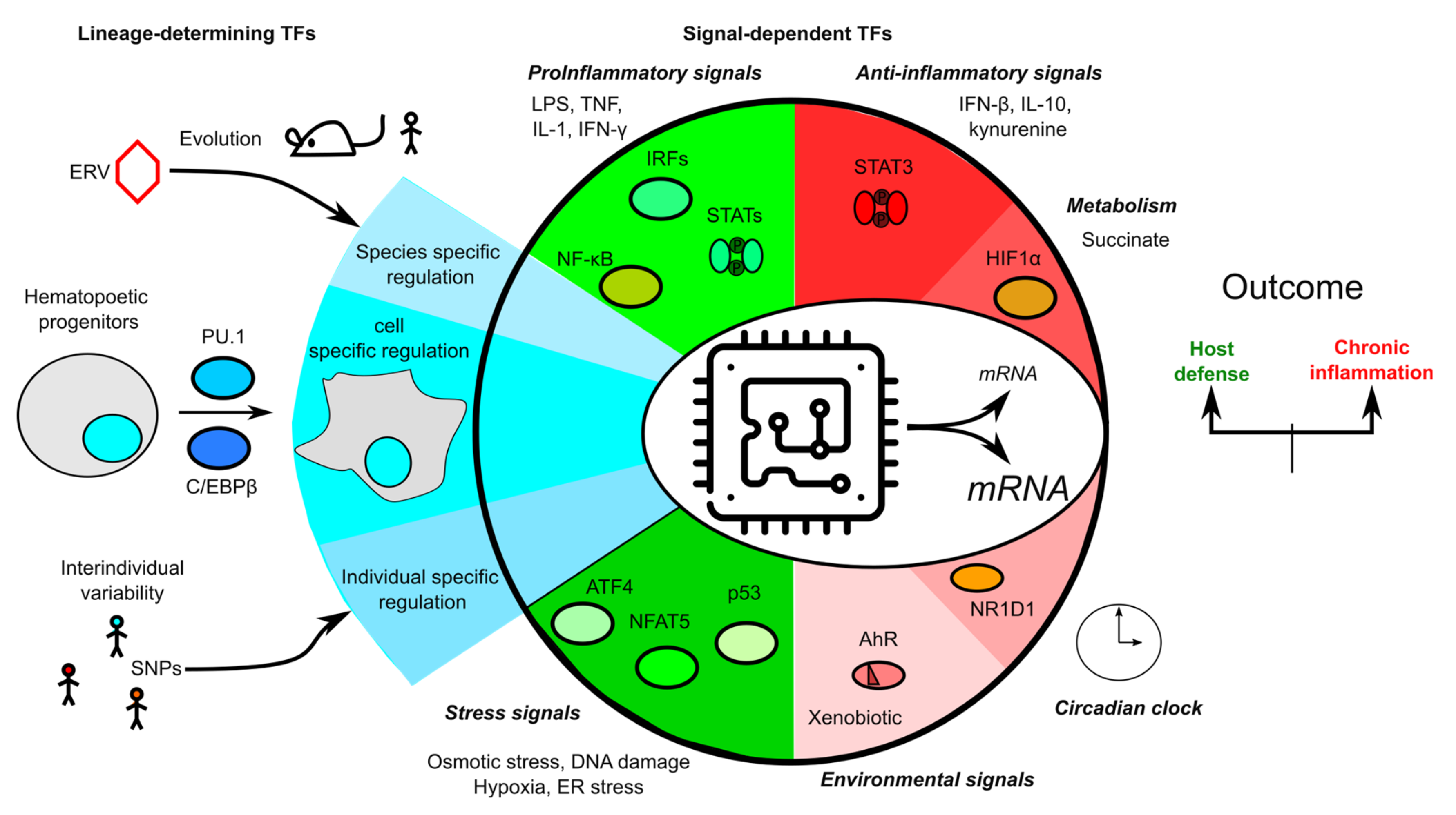 IJMS | Free Full-Text | Transcriptional Regulation of Inflammasomes