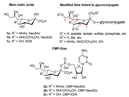 IJMS - Free Full-Text - Intramolecular Lactones of Sialic Acids