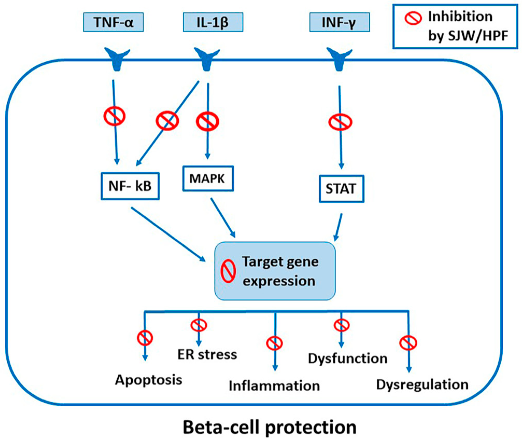 IJMS Free FullText Protective Role of St. John’s Wort and Its