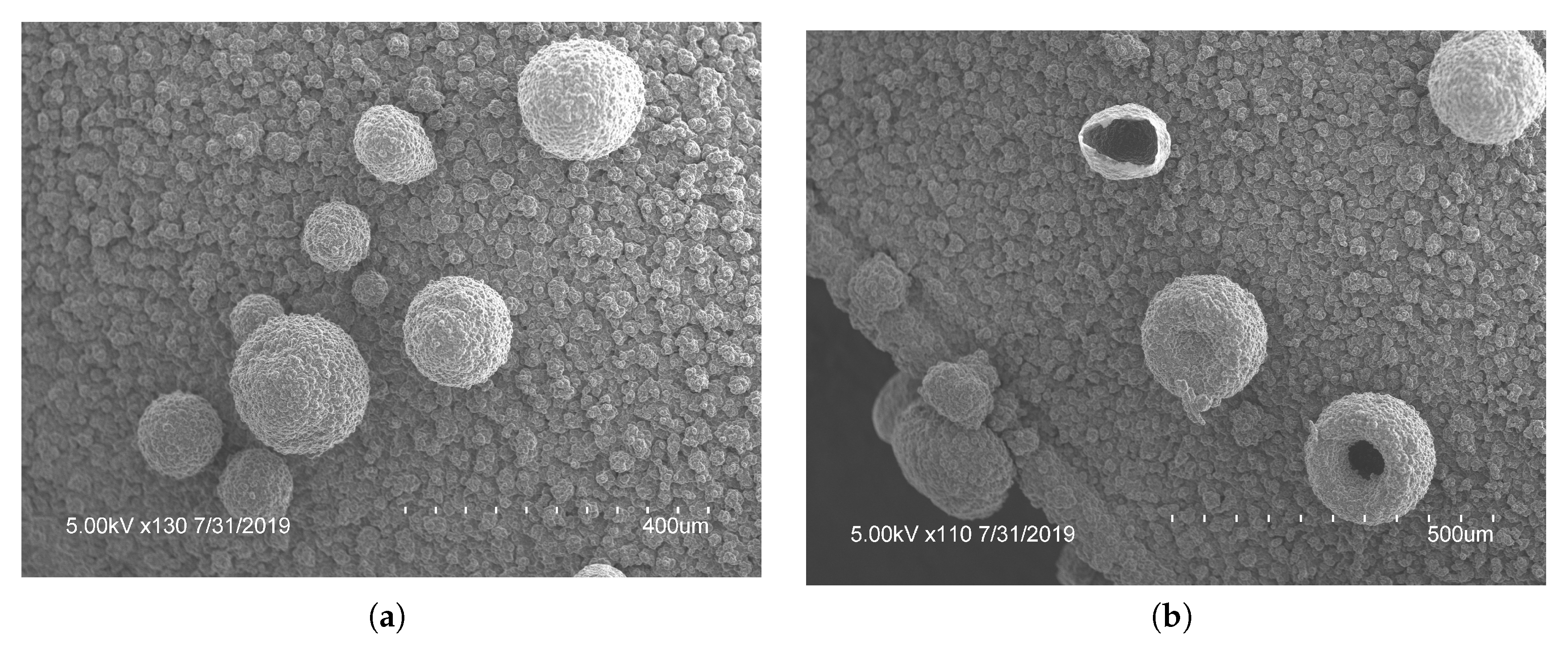 Ijms 21 08114 g003 Ijms 21 08114 g003